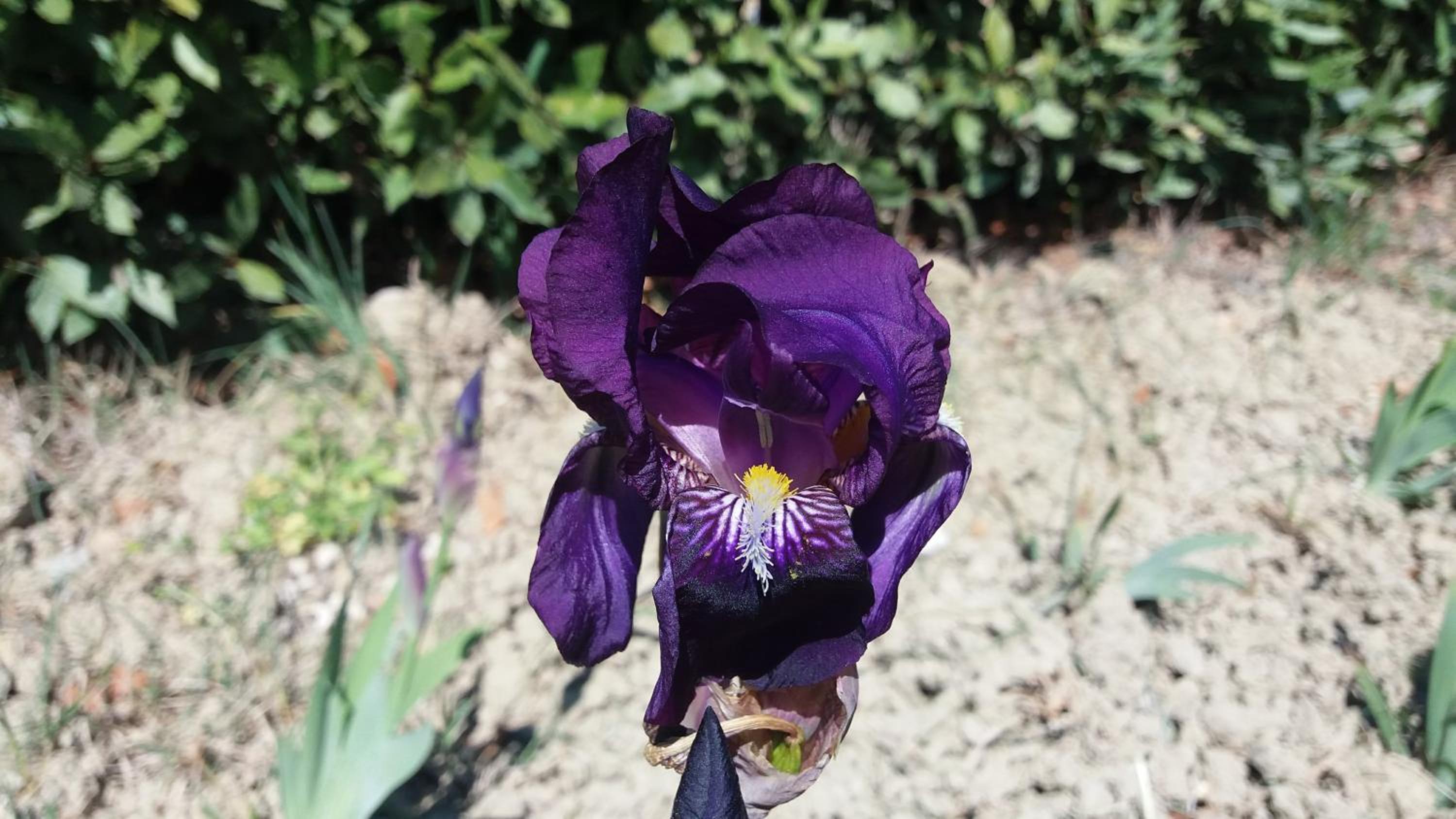 Apartment with Garden View