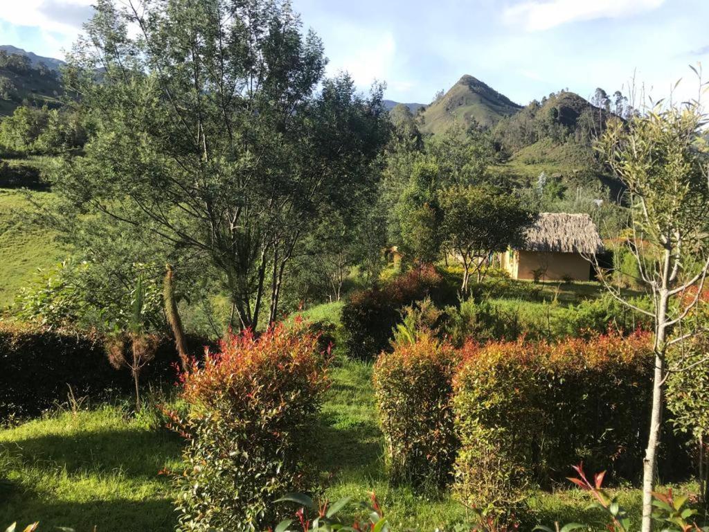 Deluxe Bungalow with Garden View photo 3