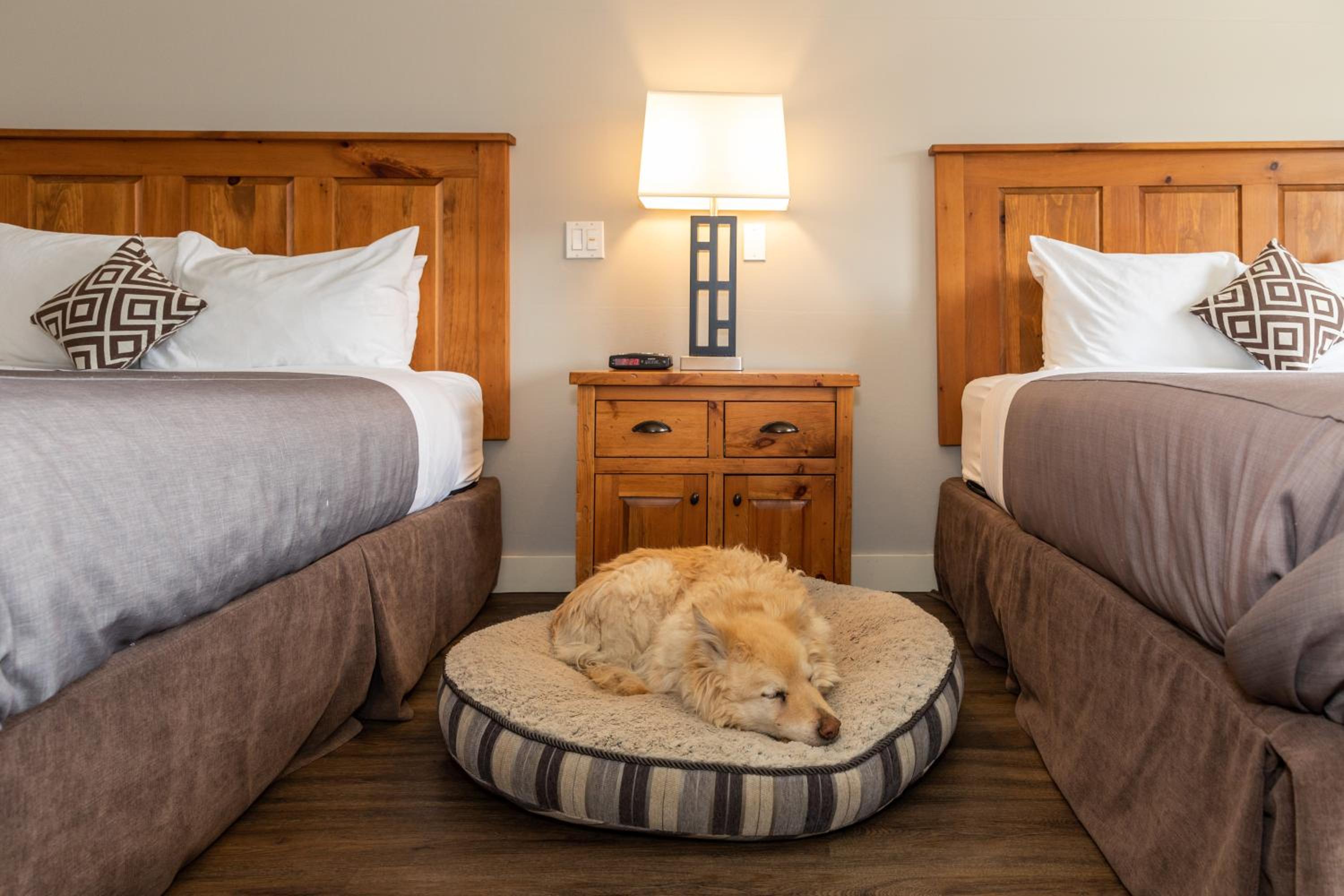 Queen Room with Two Queen Beds - Pet Friendly photo 1