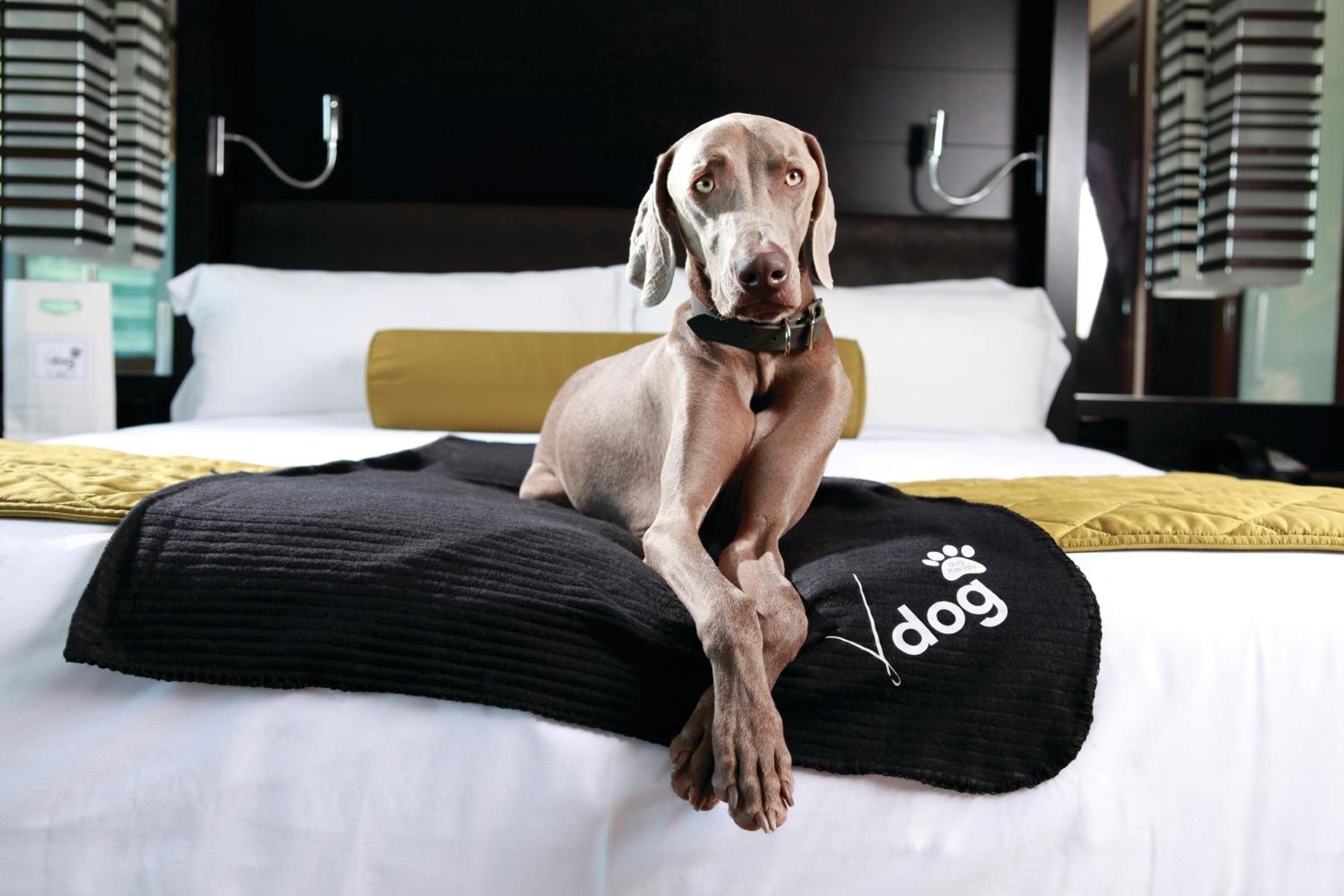 Studio V Dog - Photo 4
