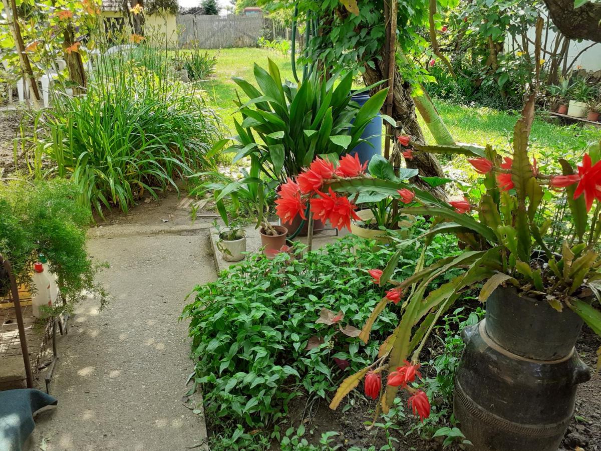 Family Room with Garden View photo 1
