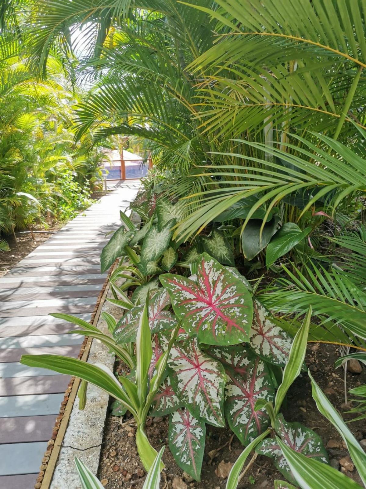 Deluxe Bungalow with Garden View photo 3