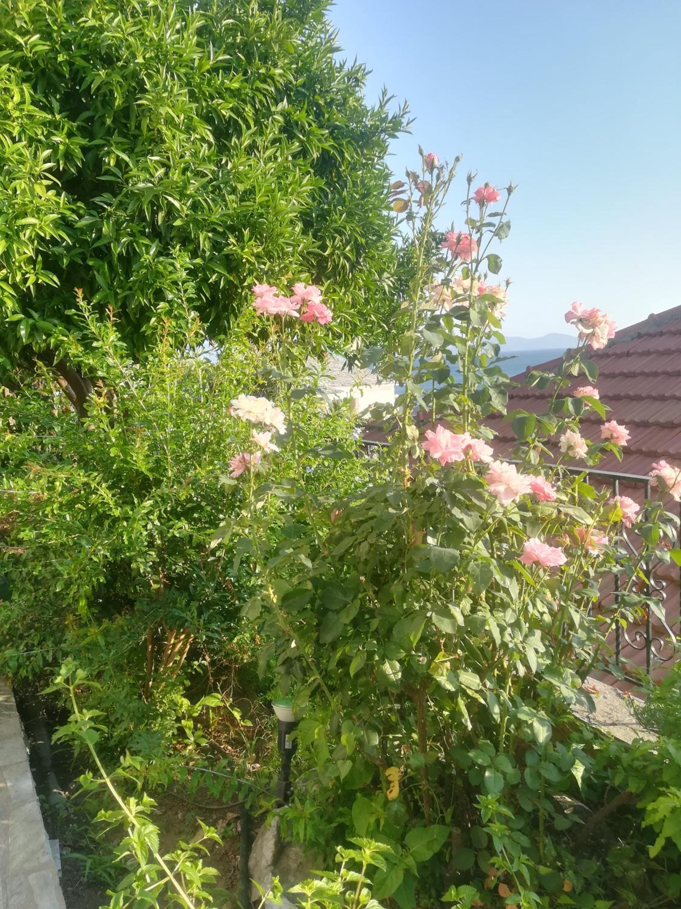 Double Room with Garden View - Photo 4