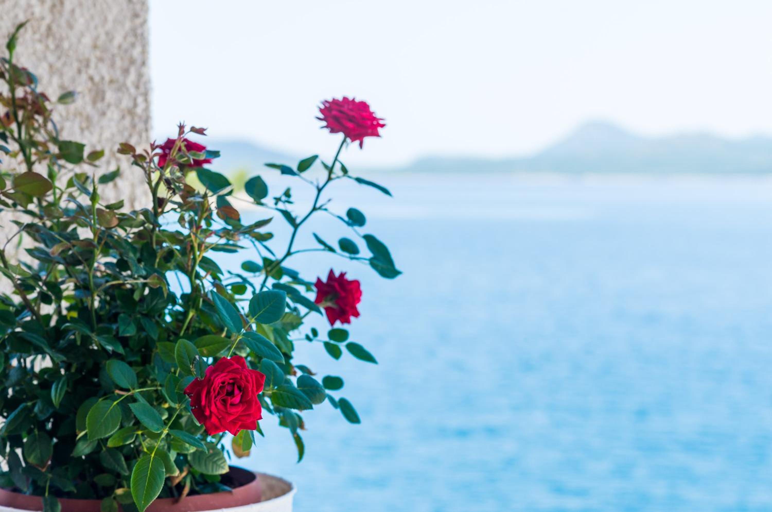 Studio Apartment with Shared Terrace and Sea View photo 3