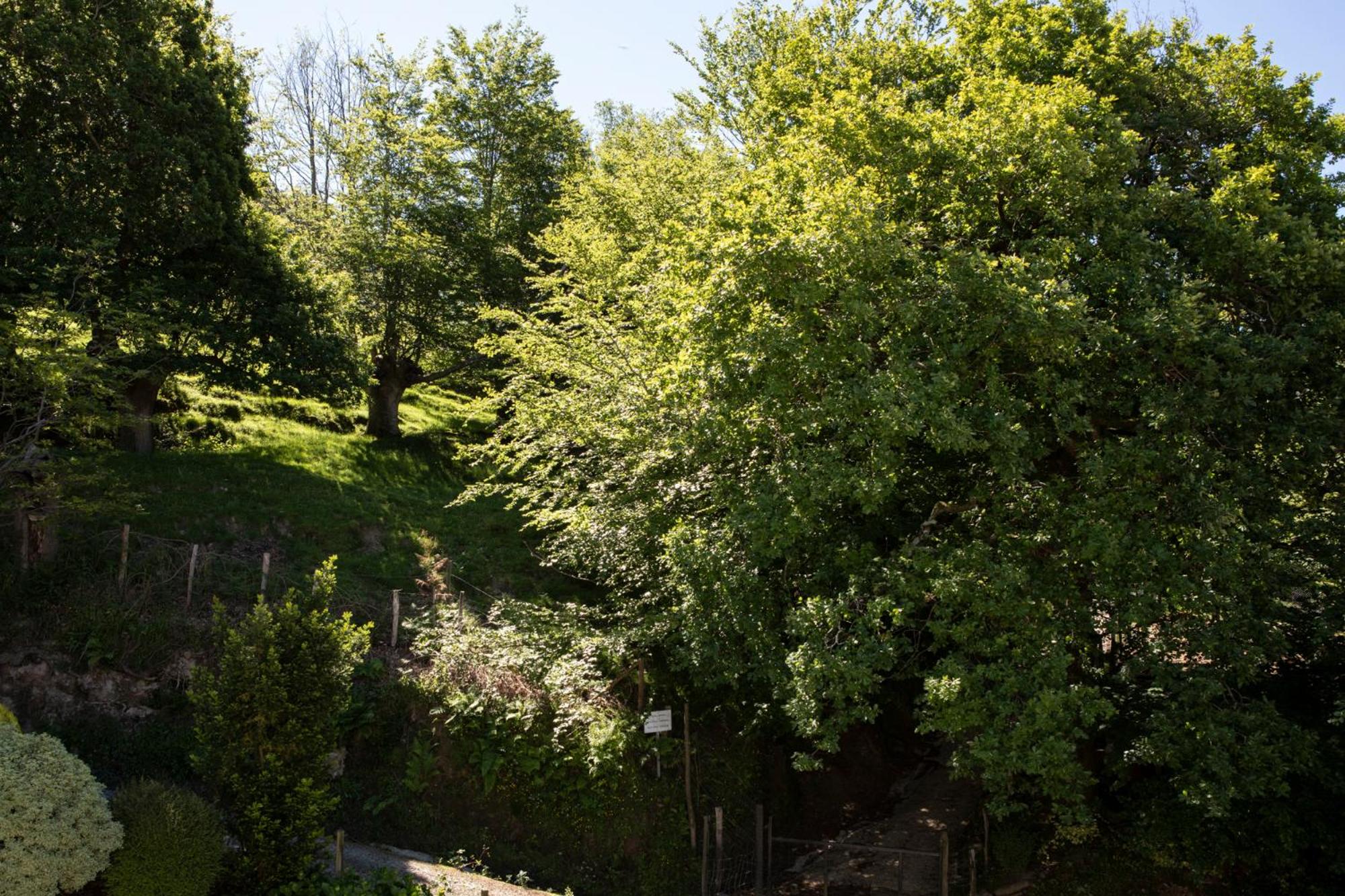 Double or Twin Room with Mountain View photo 3