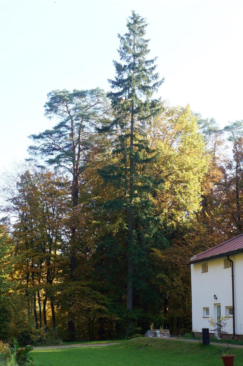 Studio with Terrace photo 1