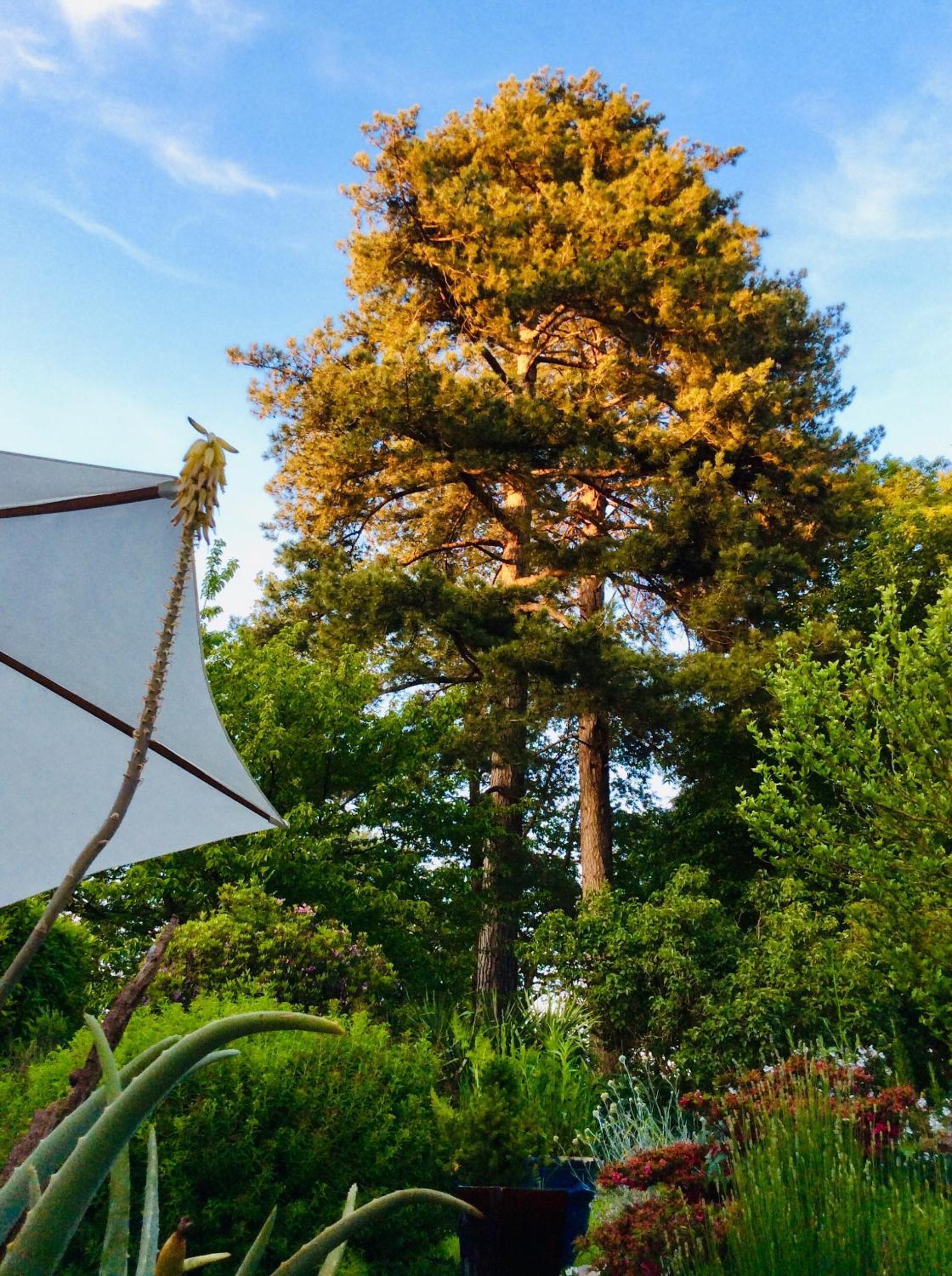 Superior Double or Twin Room with Garden View