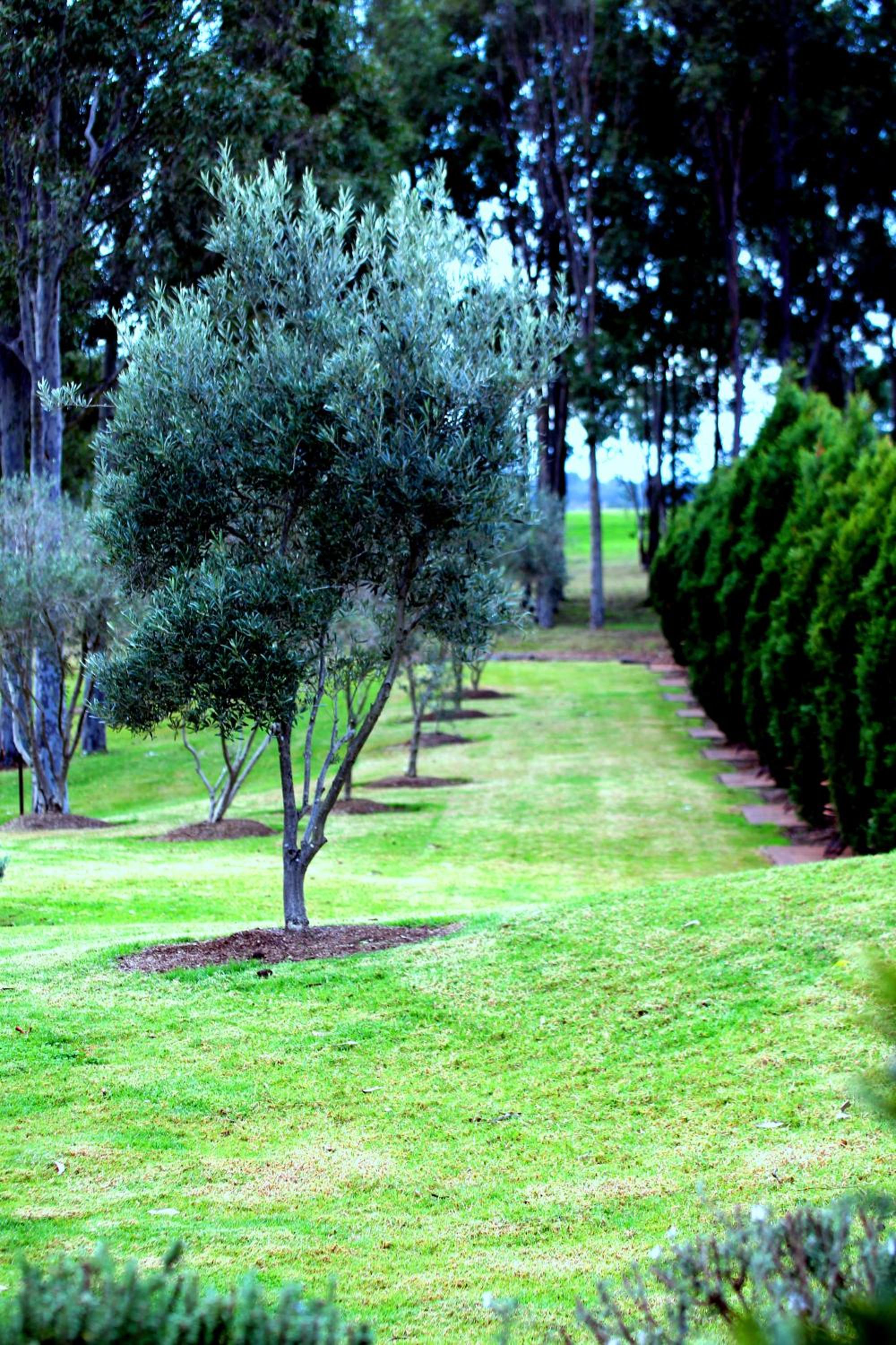 Olive Grove - Queen Room - Photo 11