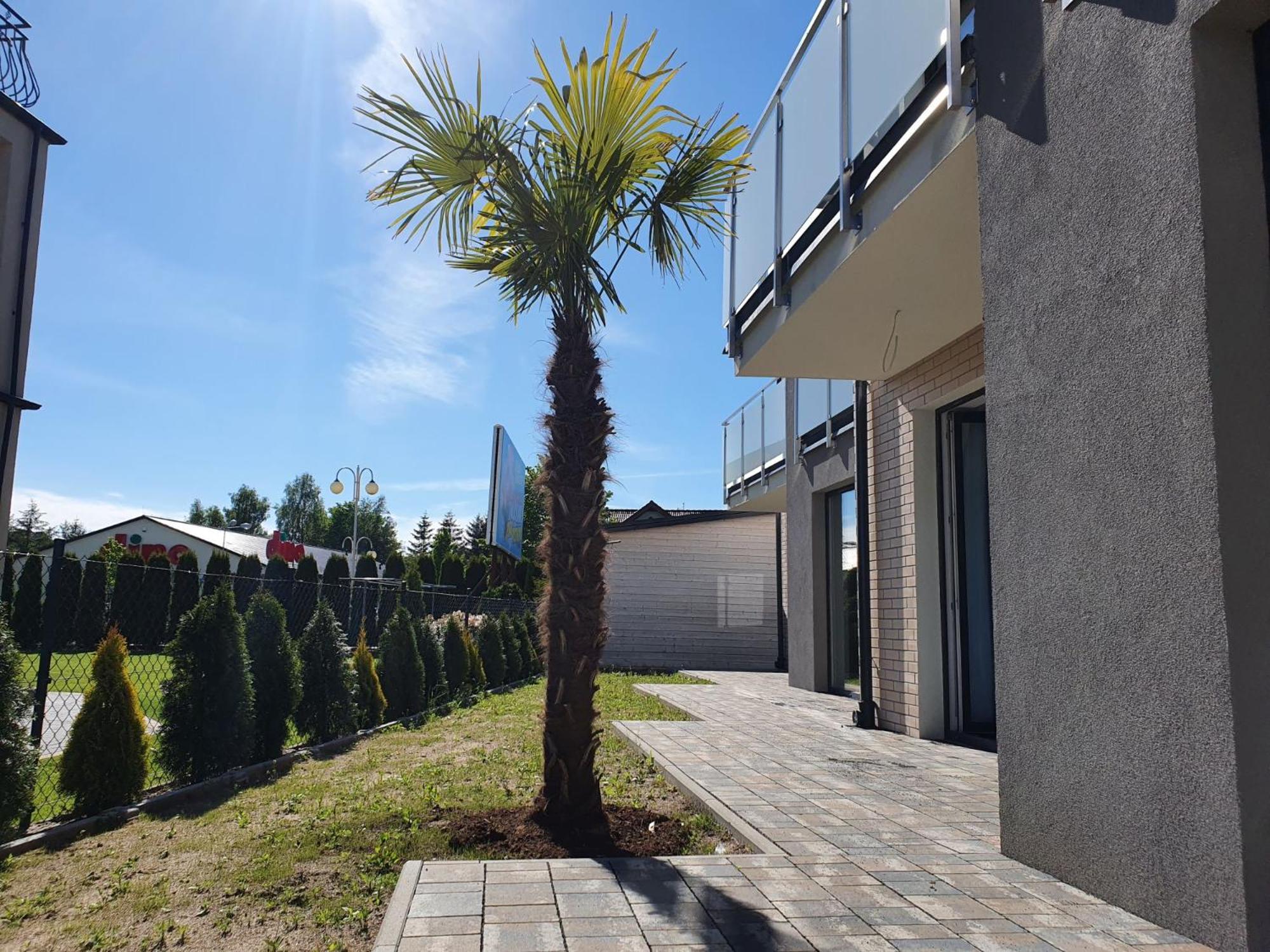 Apartment with Terrace photo 3