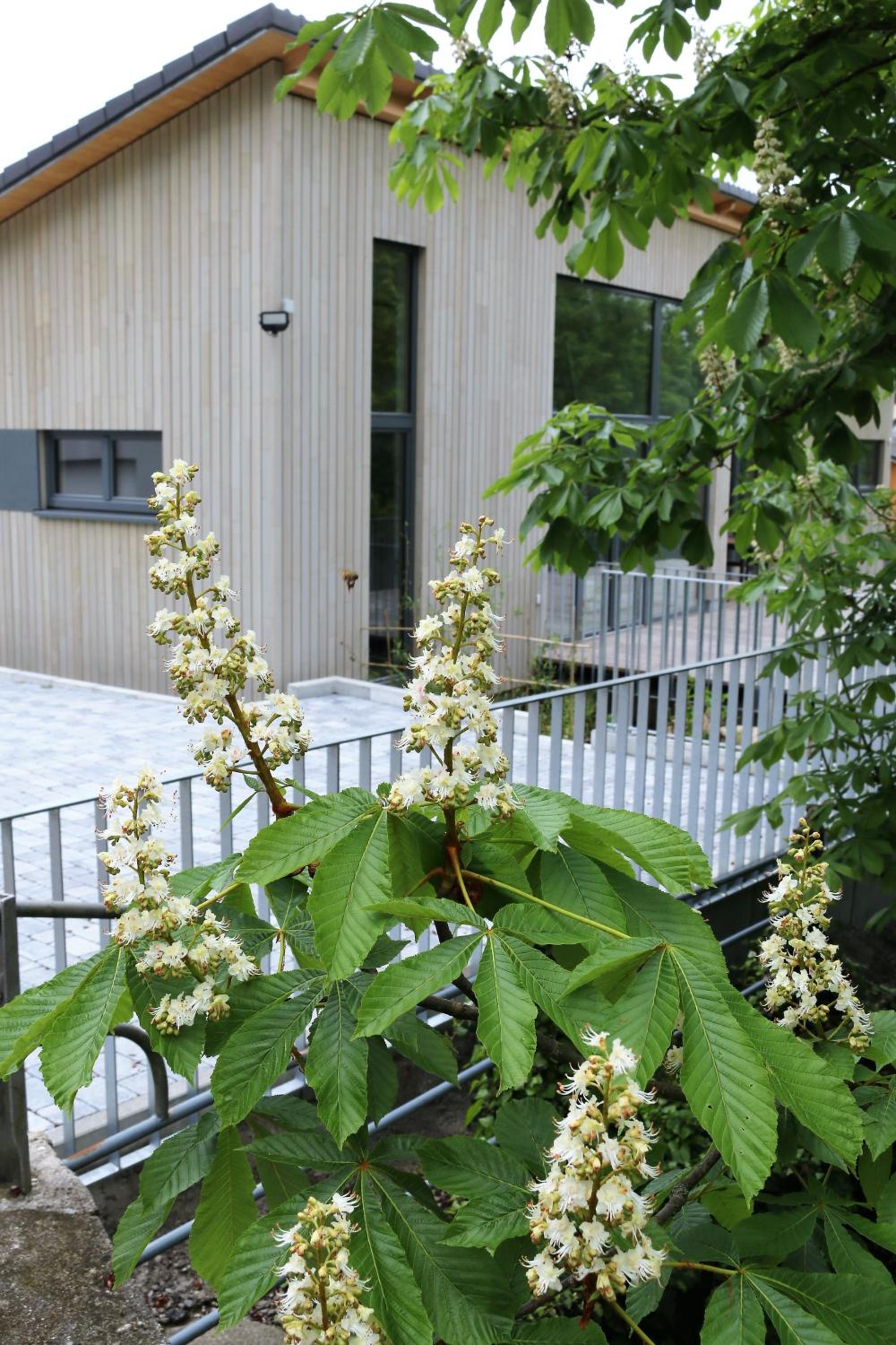 Apartment with Terrace photo 2