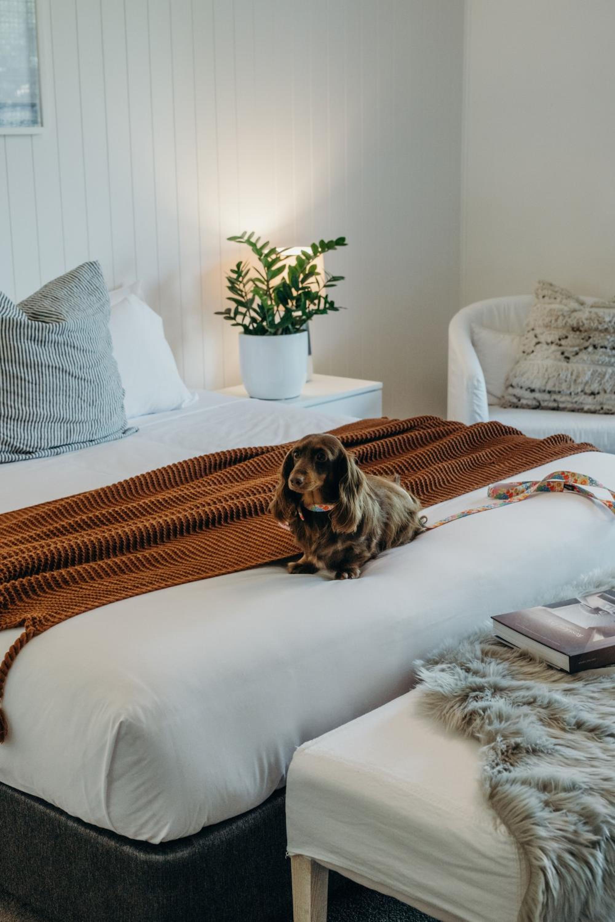 Deluxe Suite - Pet-Friendly