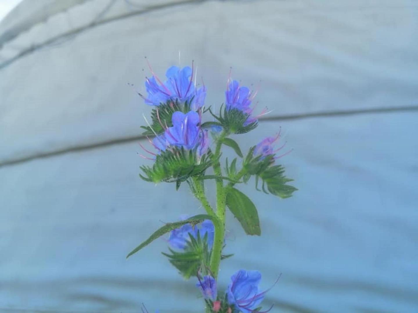 Quadruple Tent - Photo 16