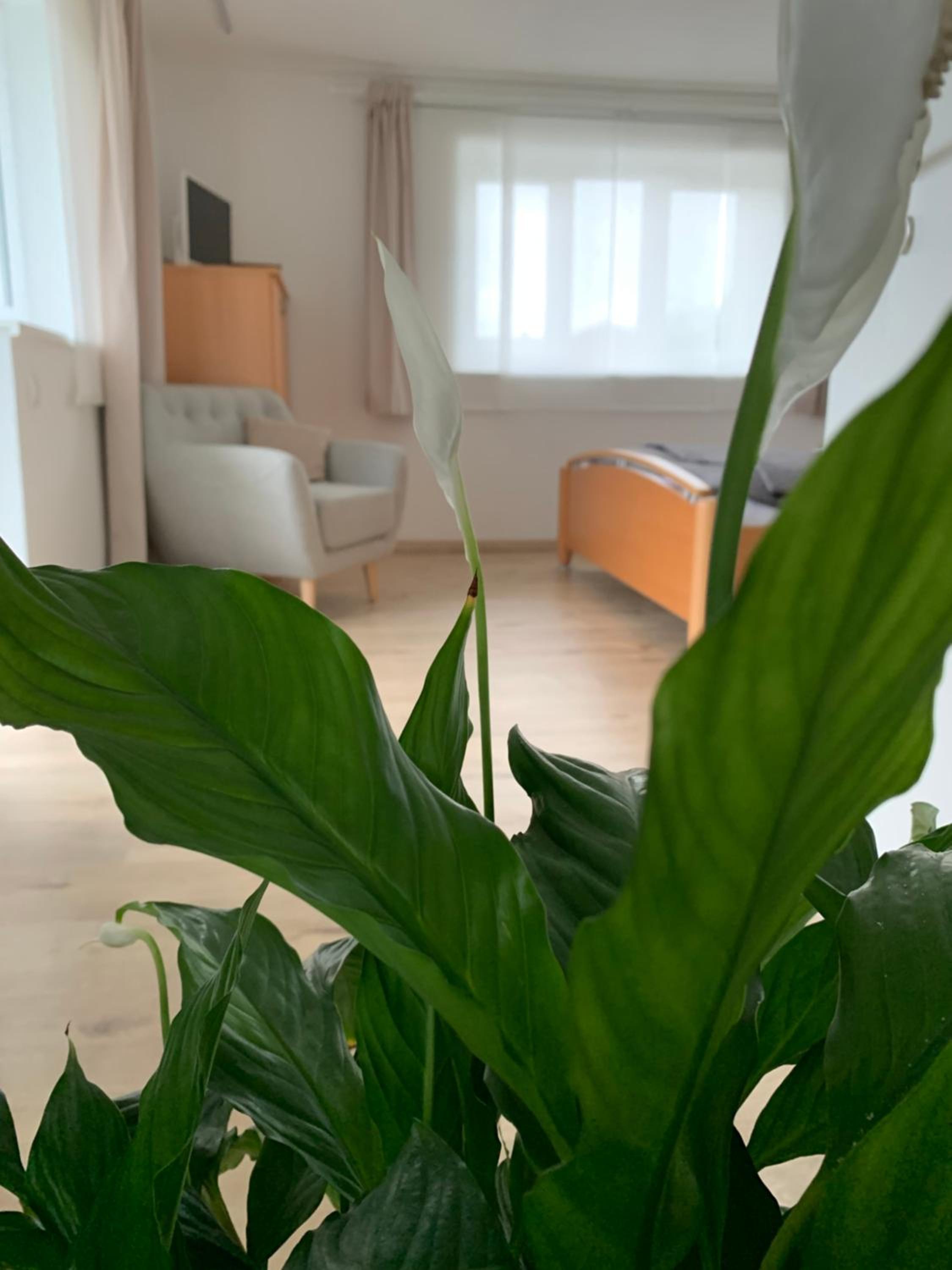Apartment with Balcony photo 1