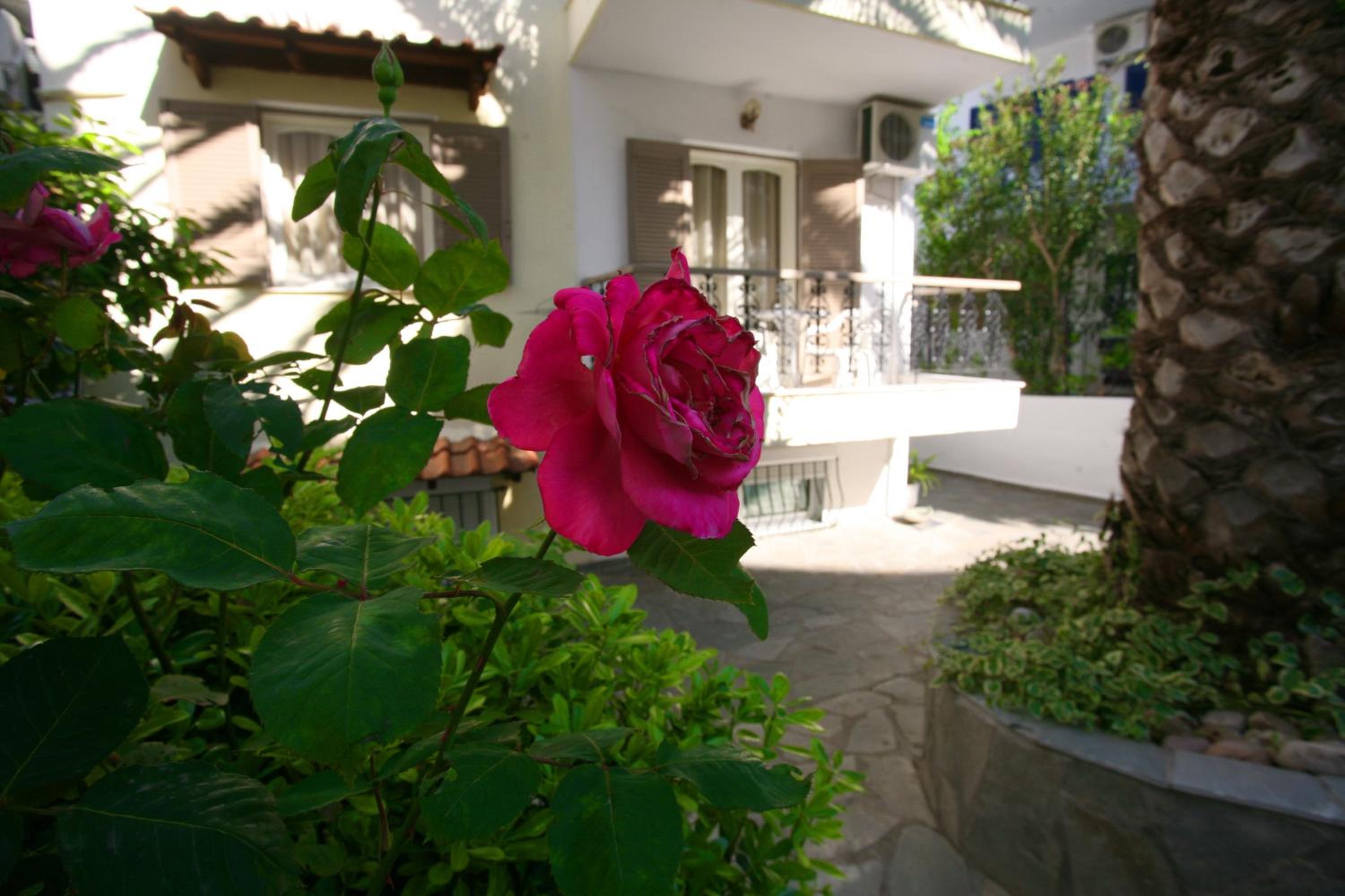 Budget Studio with Garden View photo 3