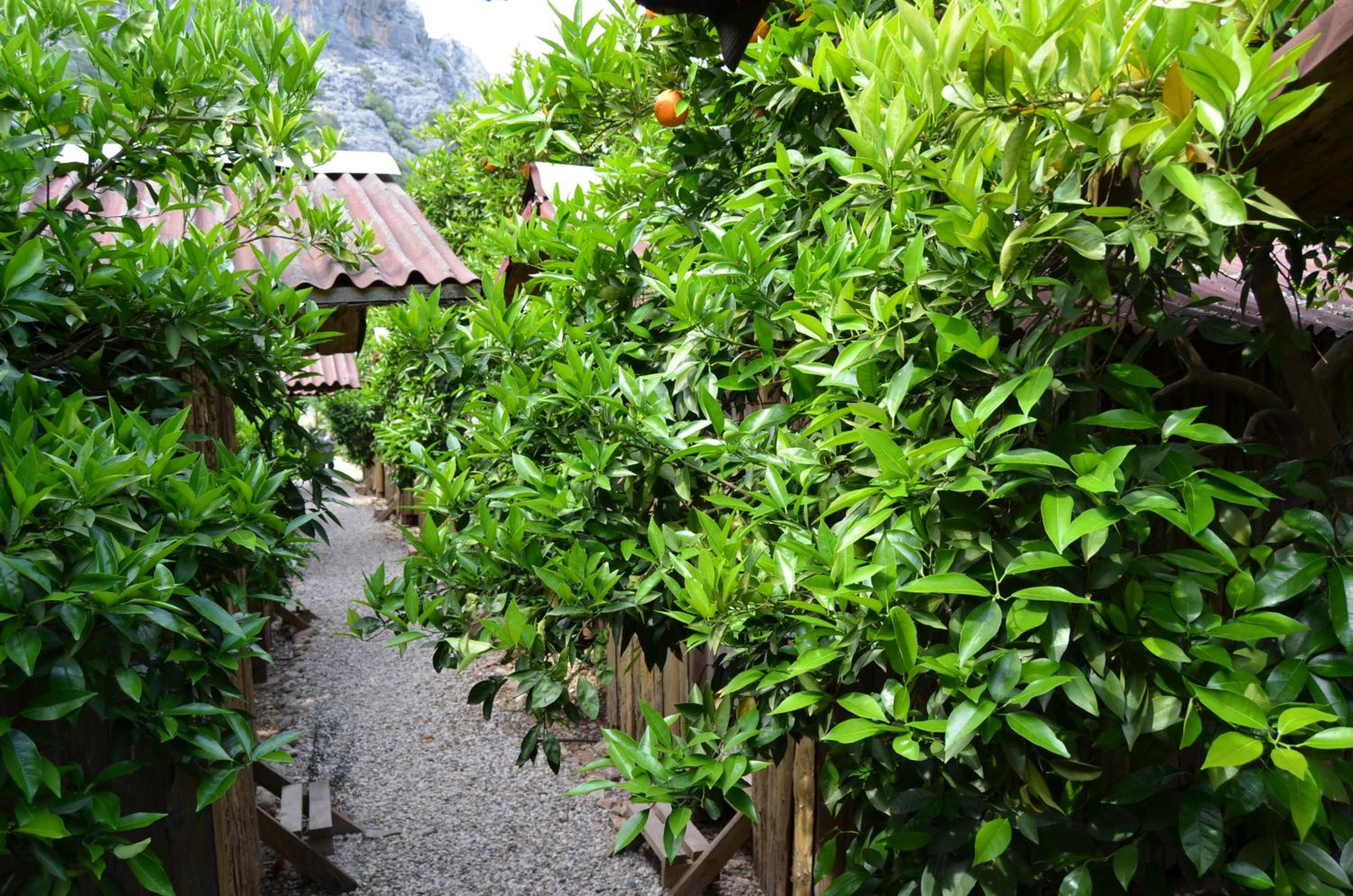 Bungalow (3 Adults) - Photo 5