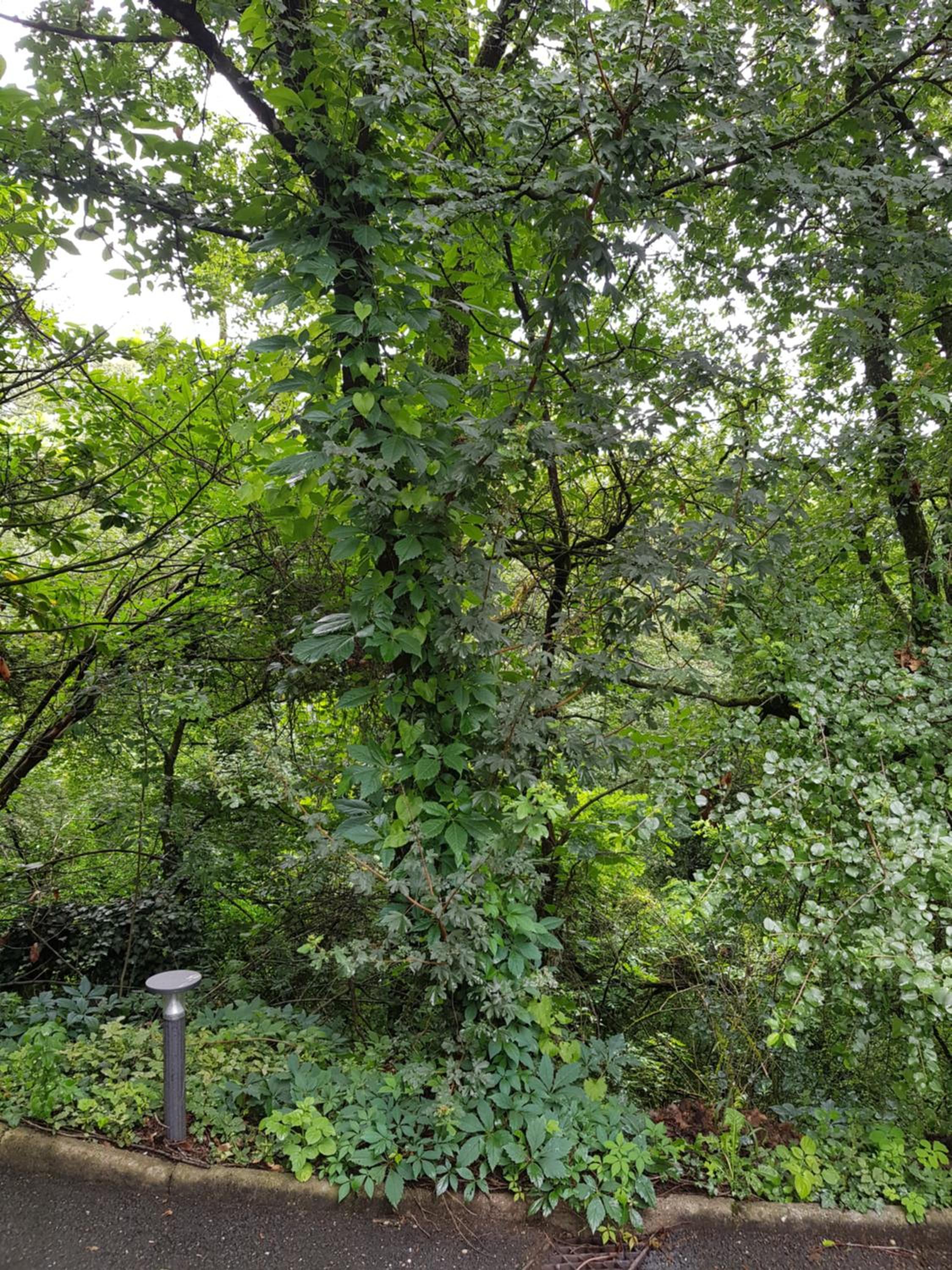 Apartment with Garden View photo 2