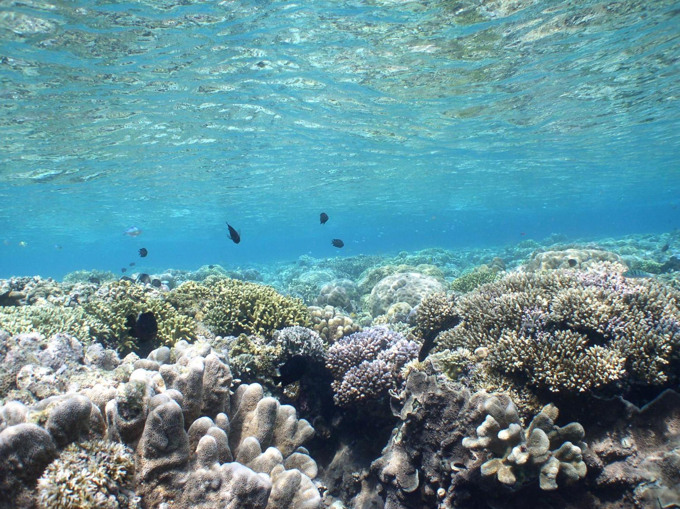 Special Offer - Dive Package At Deluxe Room With Garden View