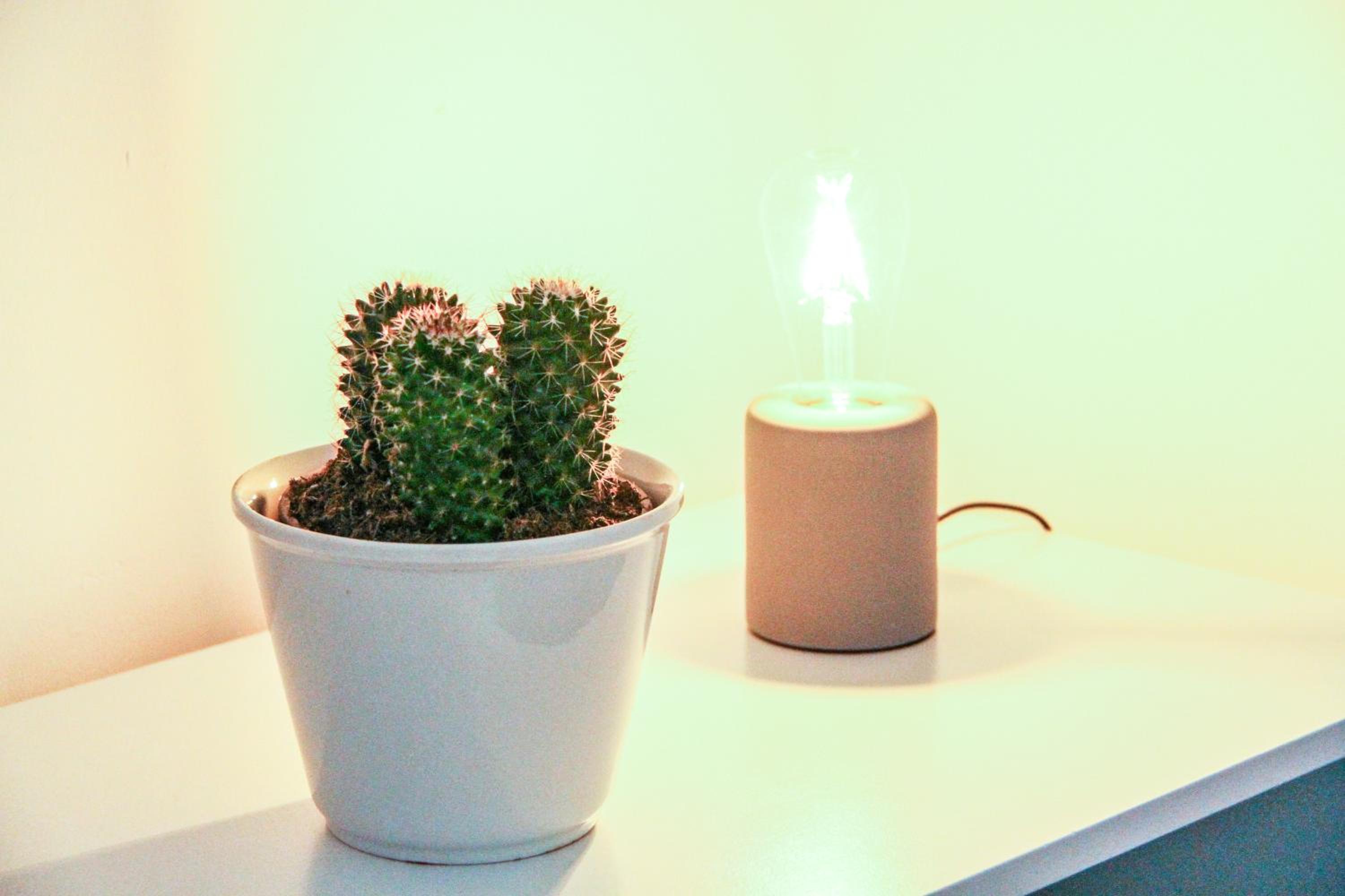 Studio with Garden View photo 3