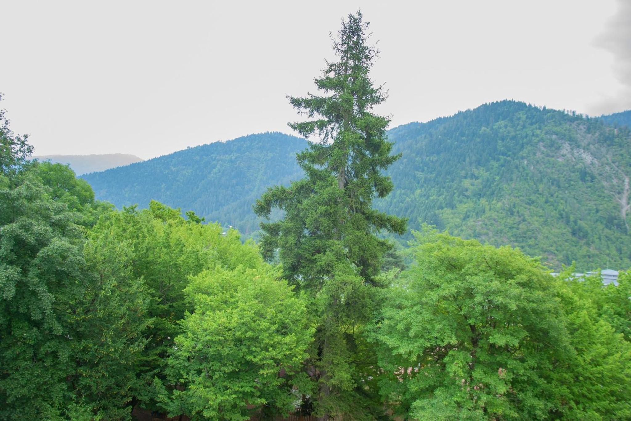 Double Room with Mountain View photo 2