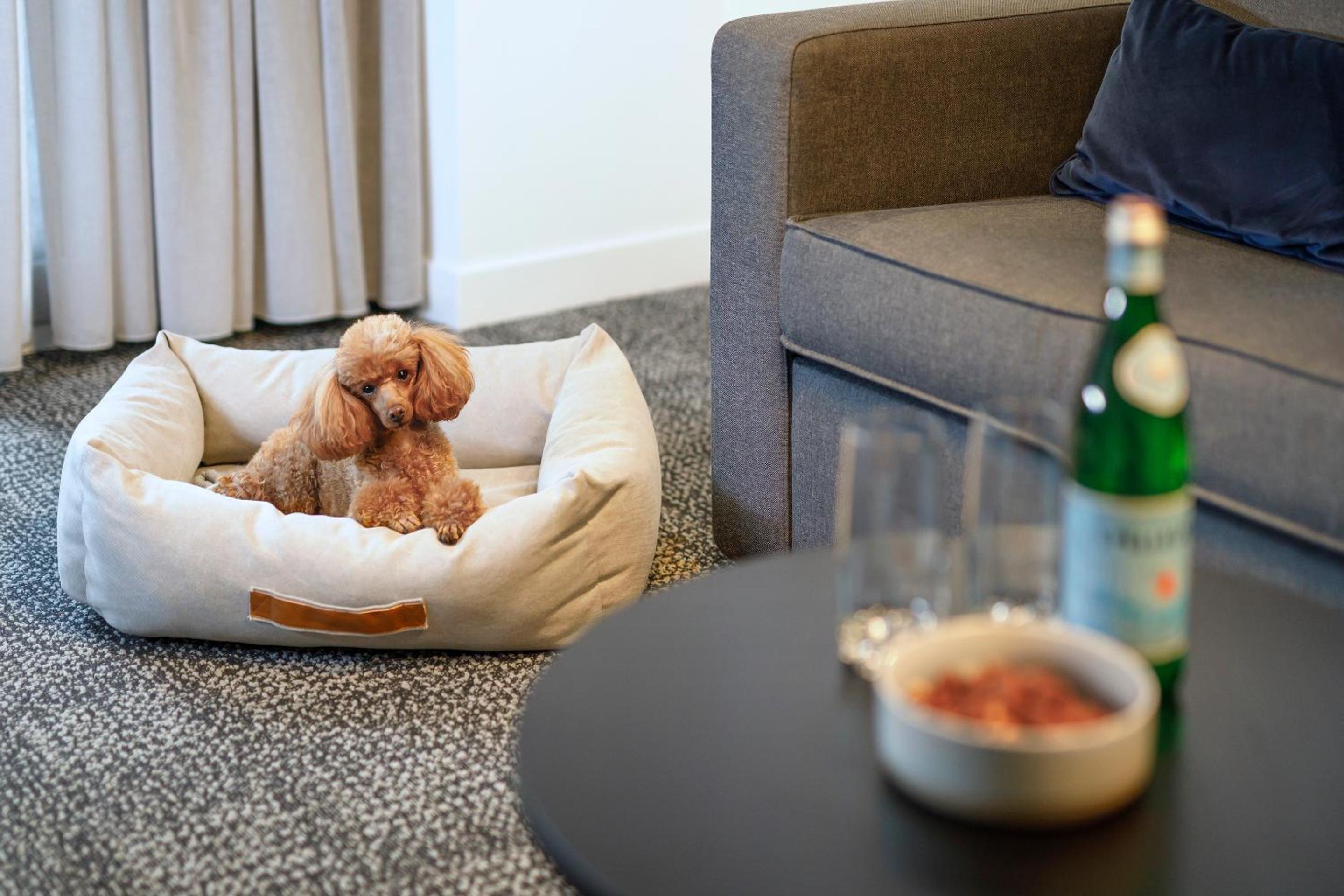 One-Bedroom Apartment - Pet Package - Photo 2