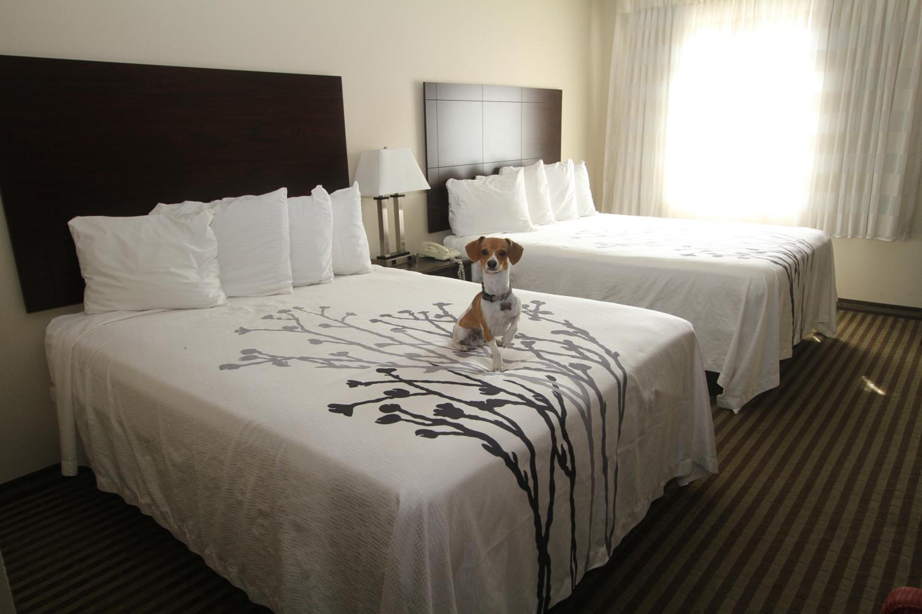 Queen Room with Two Queen Beds photo 3