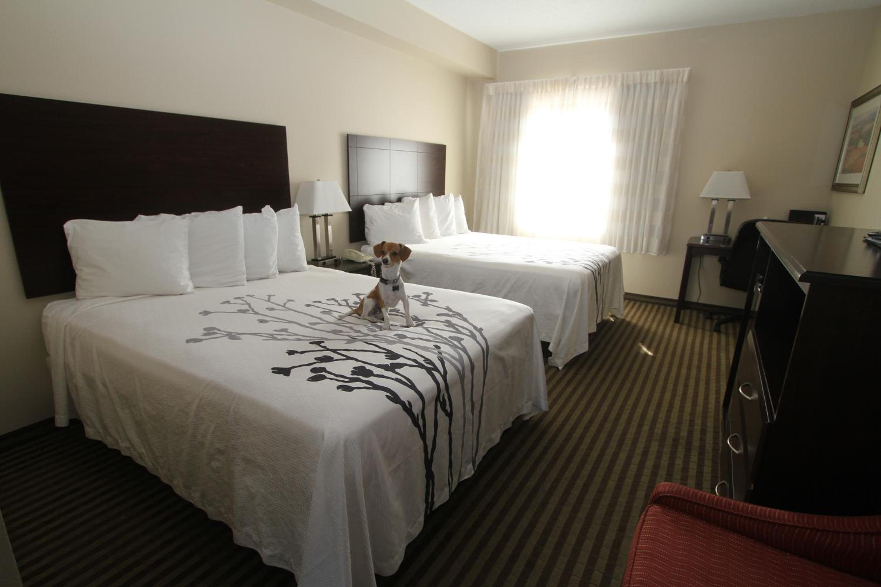 Queen Room with Two Queen Beds photo 3