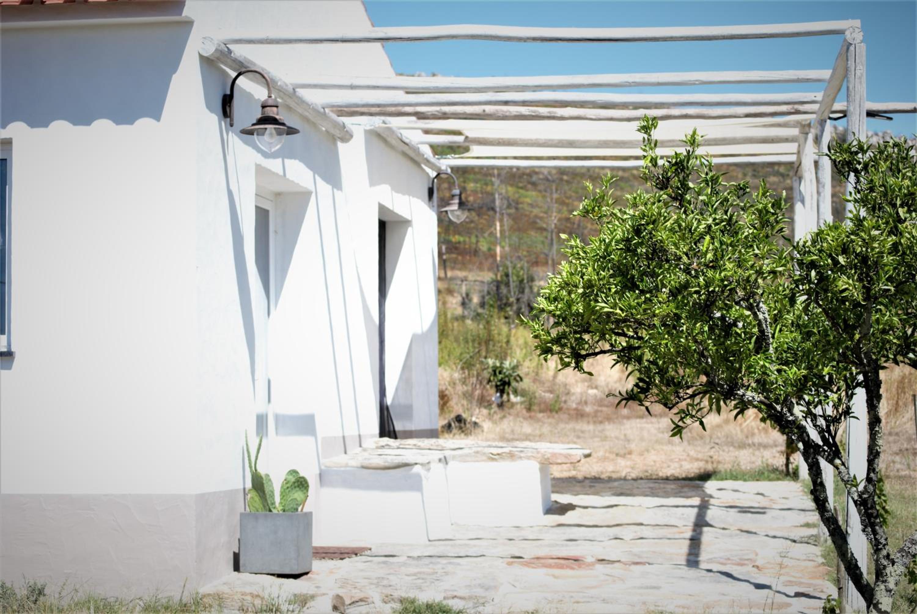 Alegria rustica, Photo 9