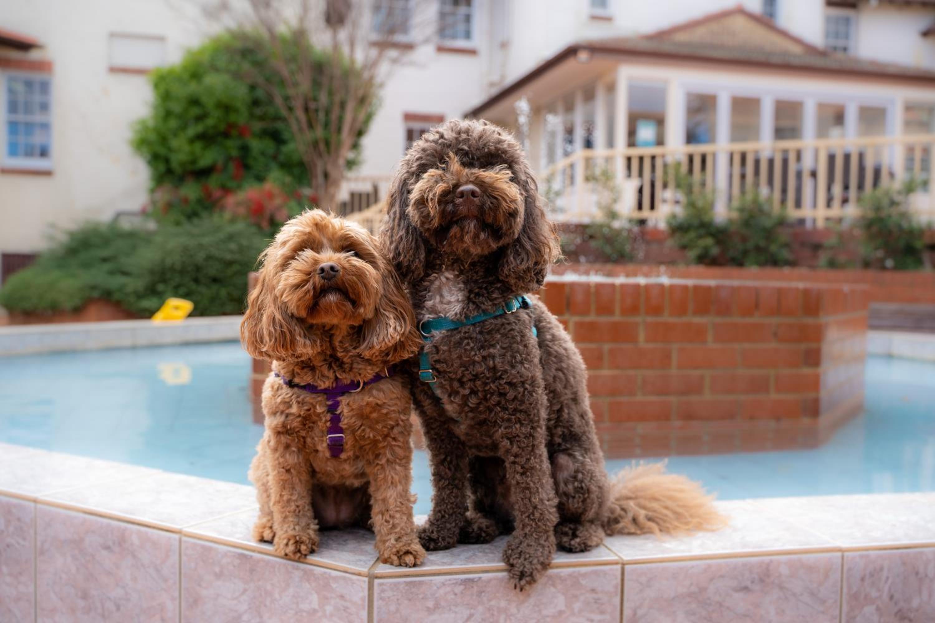 King Room - Pet Friendly - Photo 5