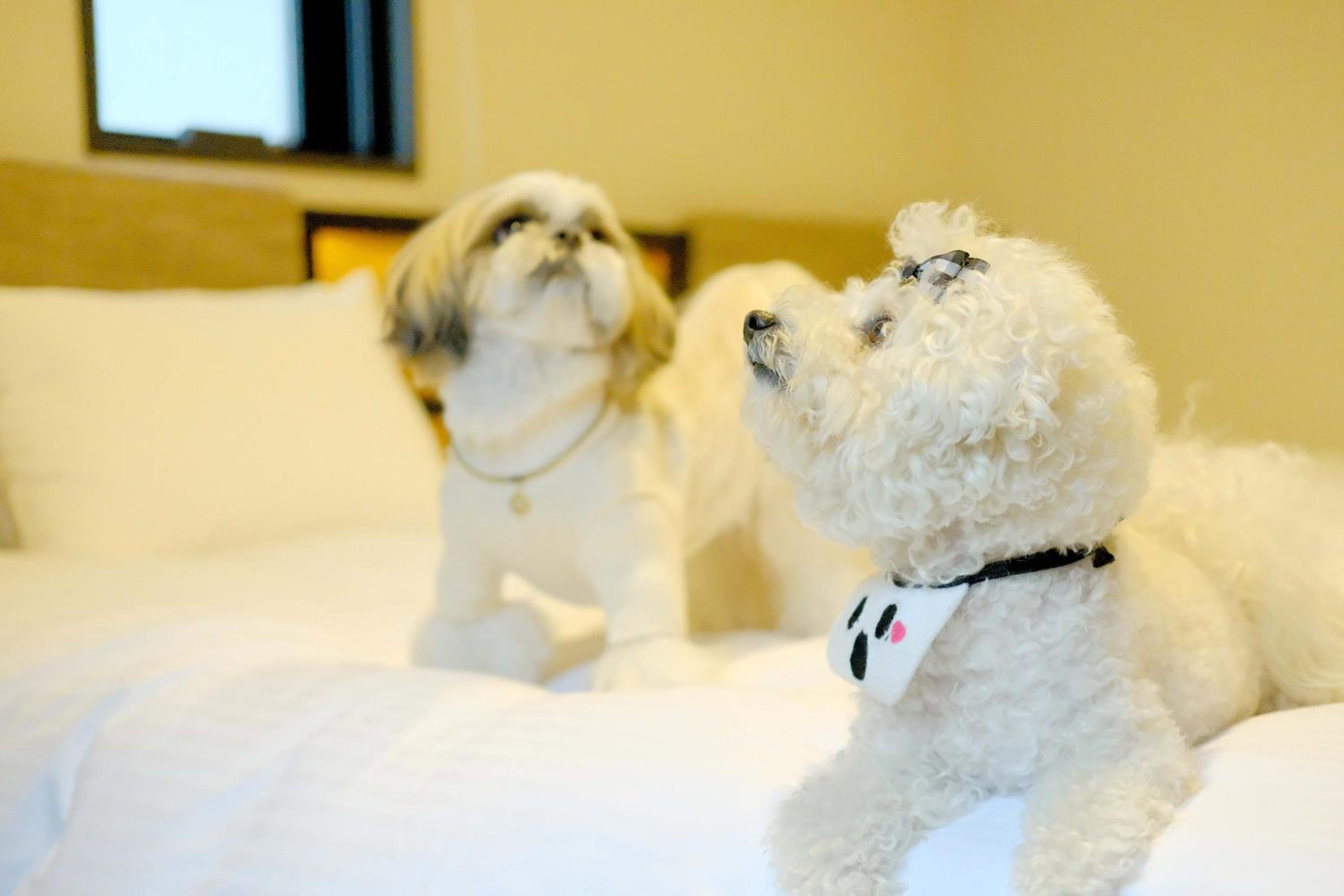 Dog-Friendly - Double Room - Non-Smoking (For Two Dog)  photo 2
