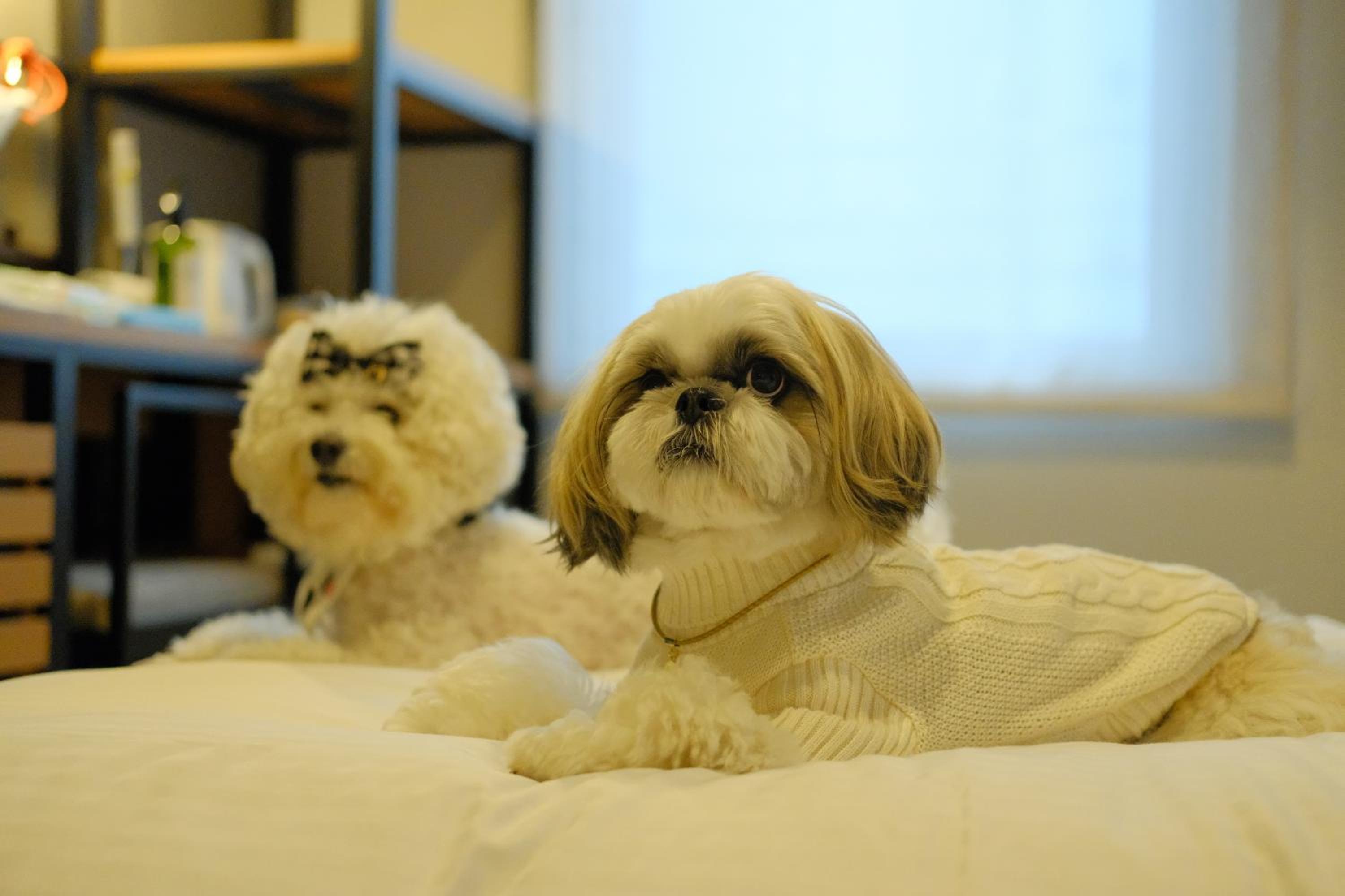 Dog-Friendly - Double Room - Non-Smoking (For Two Dog)  photo 3
