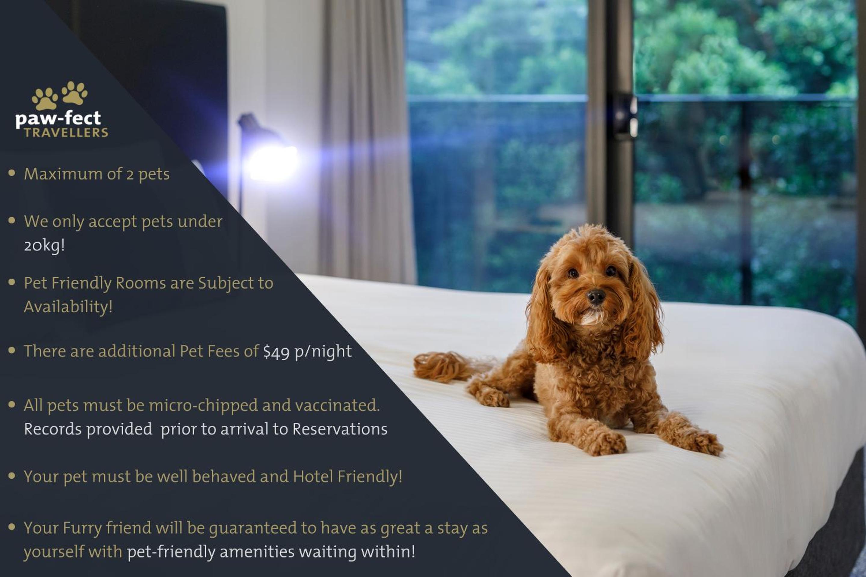Studio - Pet Package - Photo 2