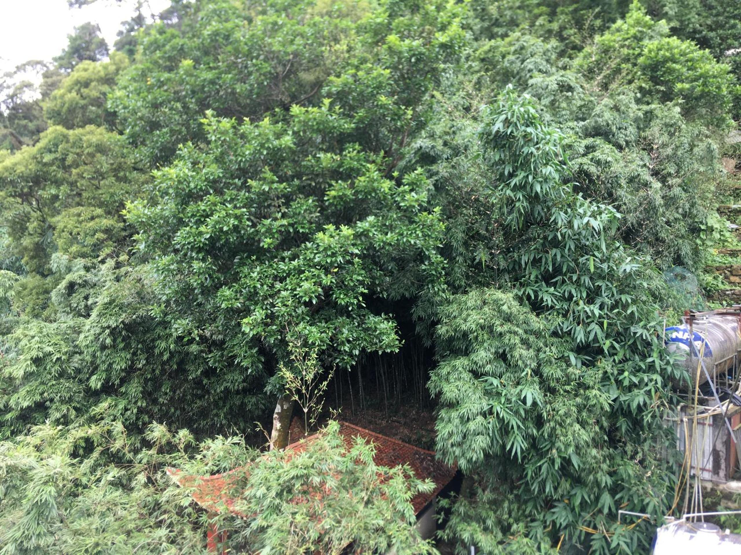 Double Room With Garden View photo 3
