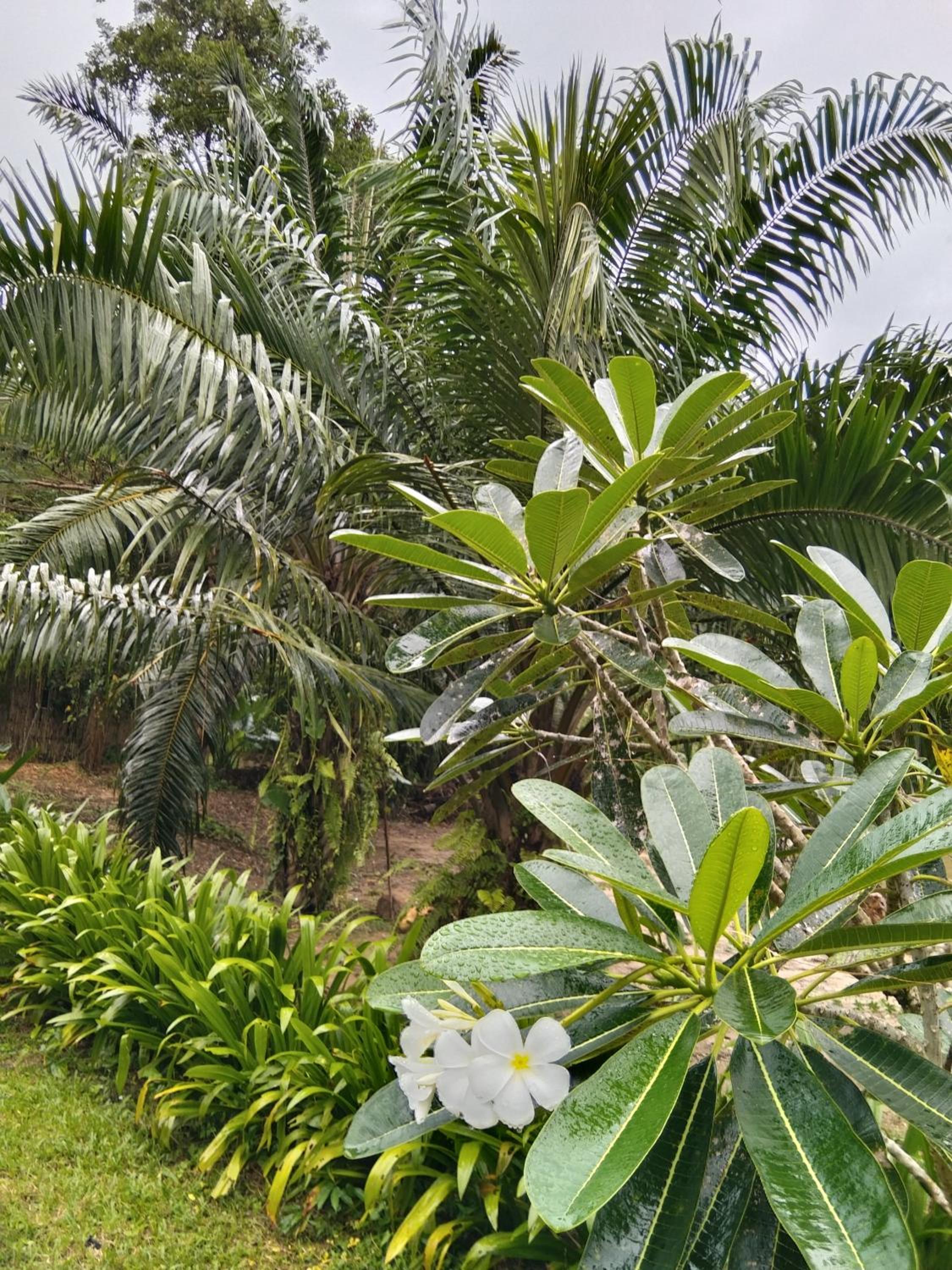 Queen Room with Garden View - Photo 12