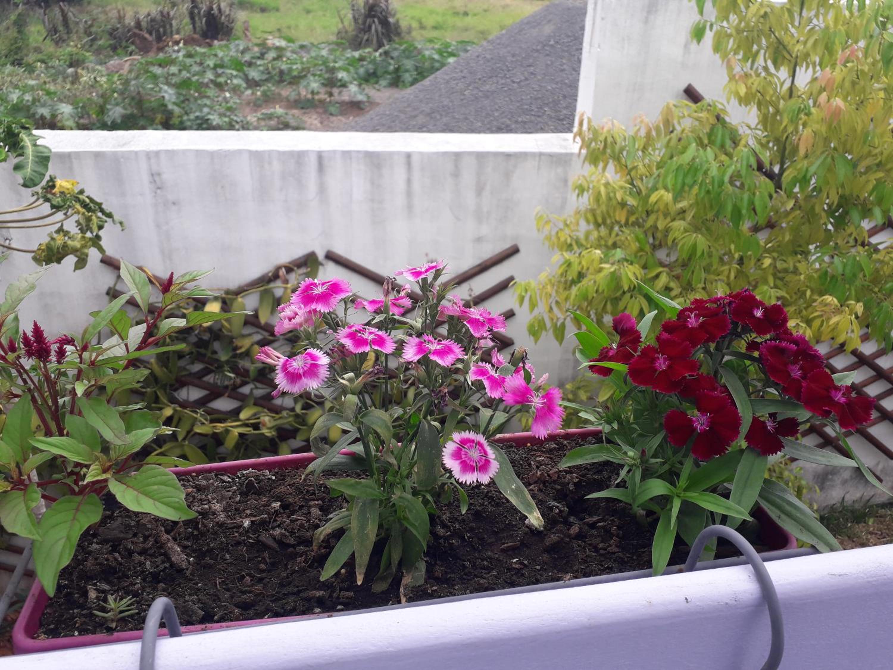 Double Room with Garden View photo 1