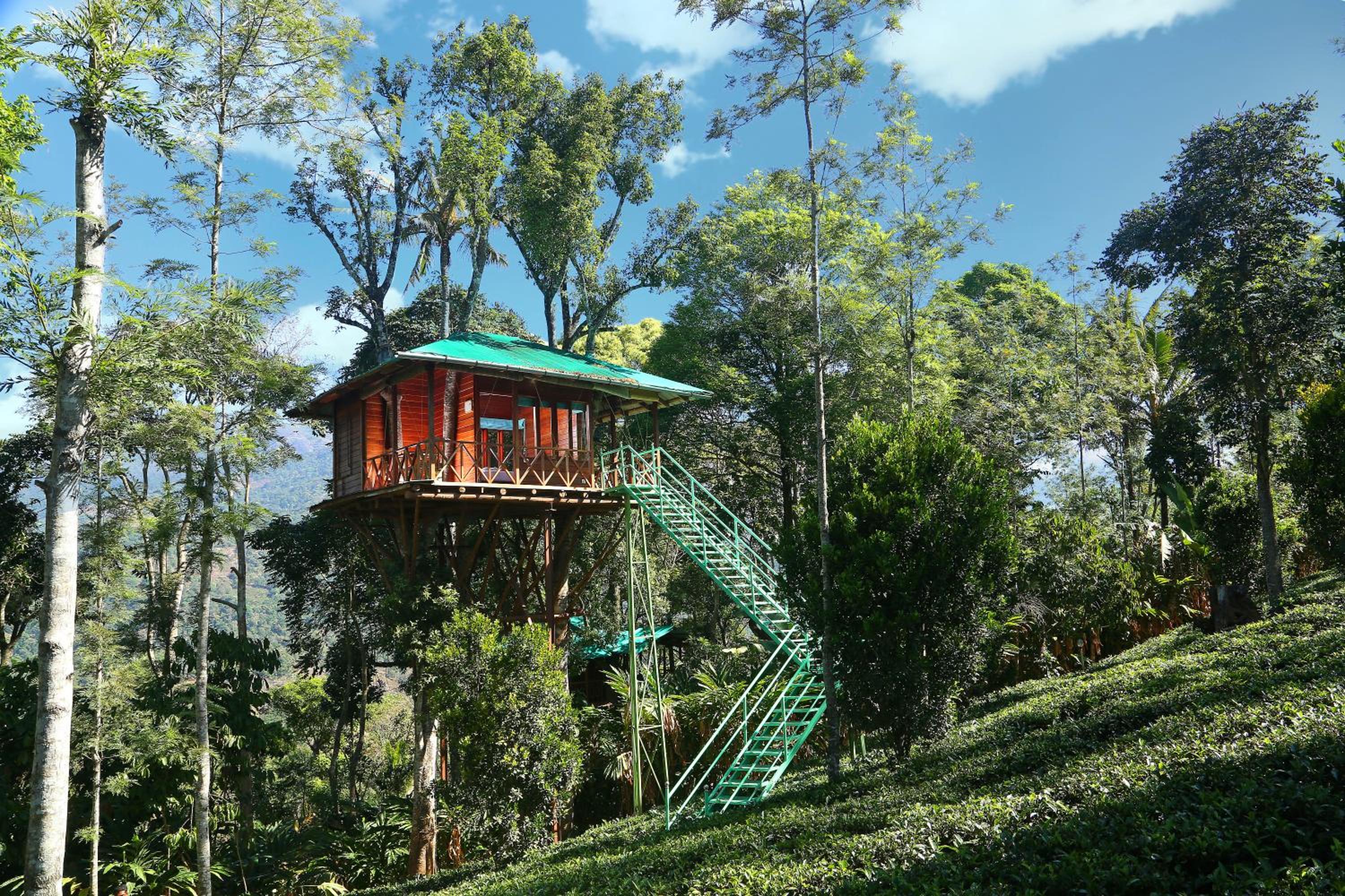 Tree House photo 2