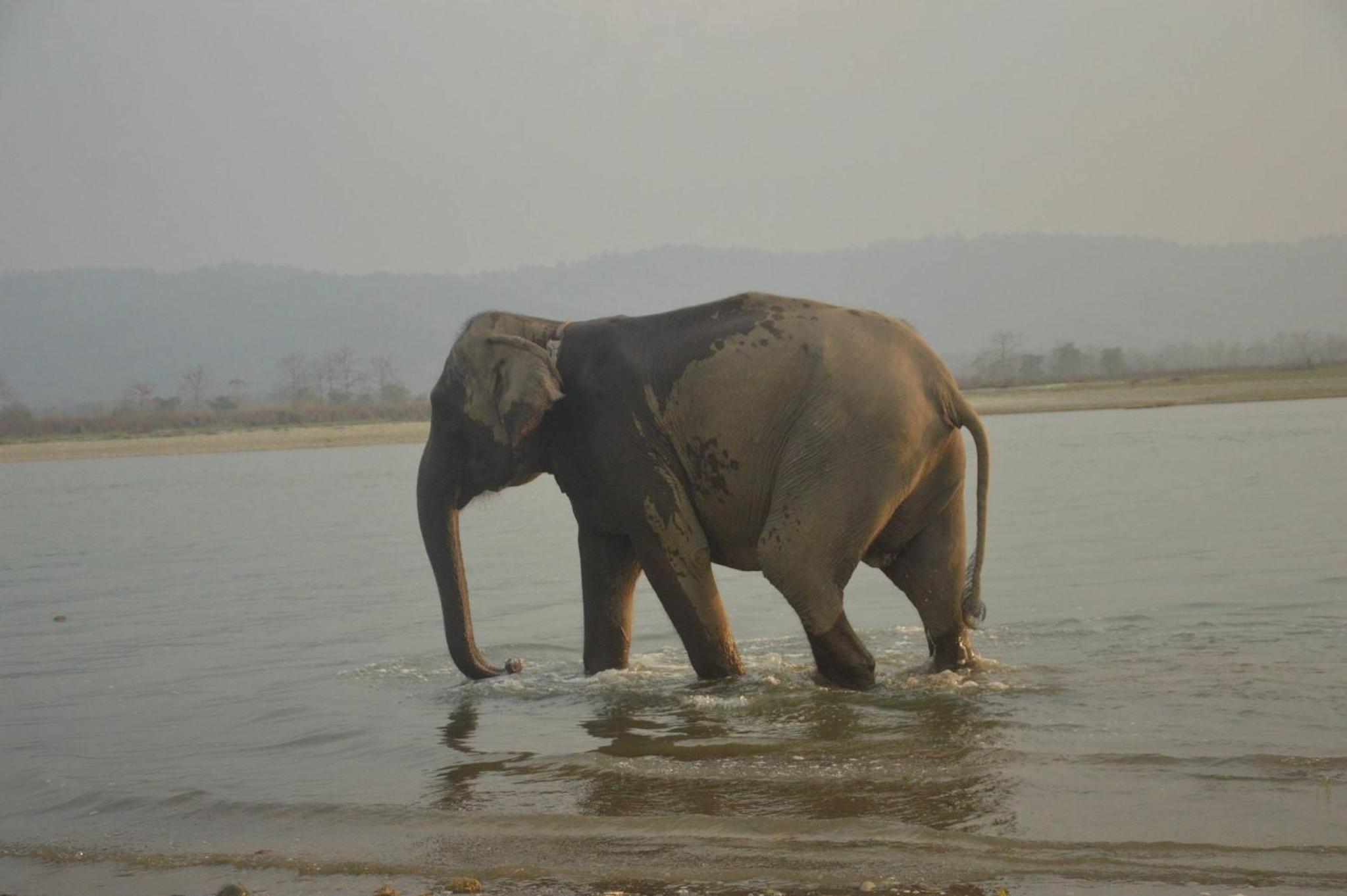 Elephant Camp Tent Twin