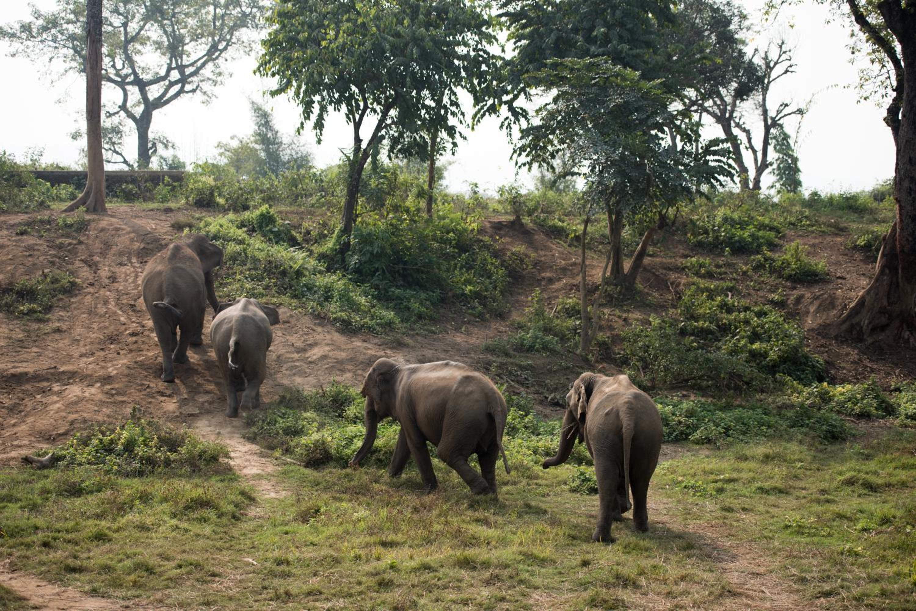 Elephant Camp Tent Double