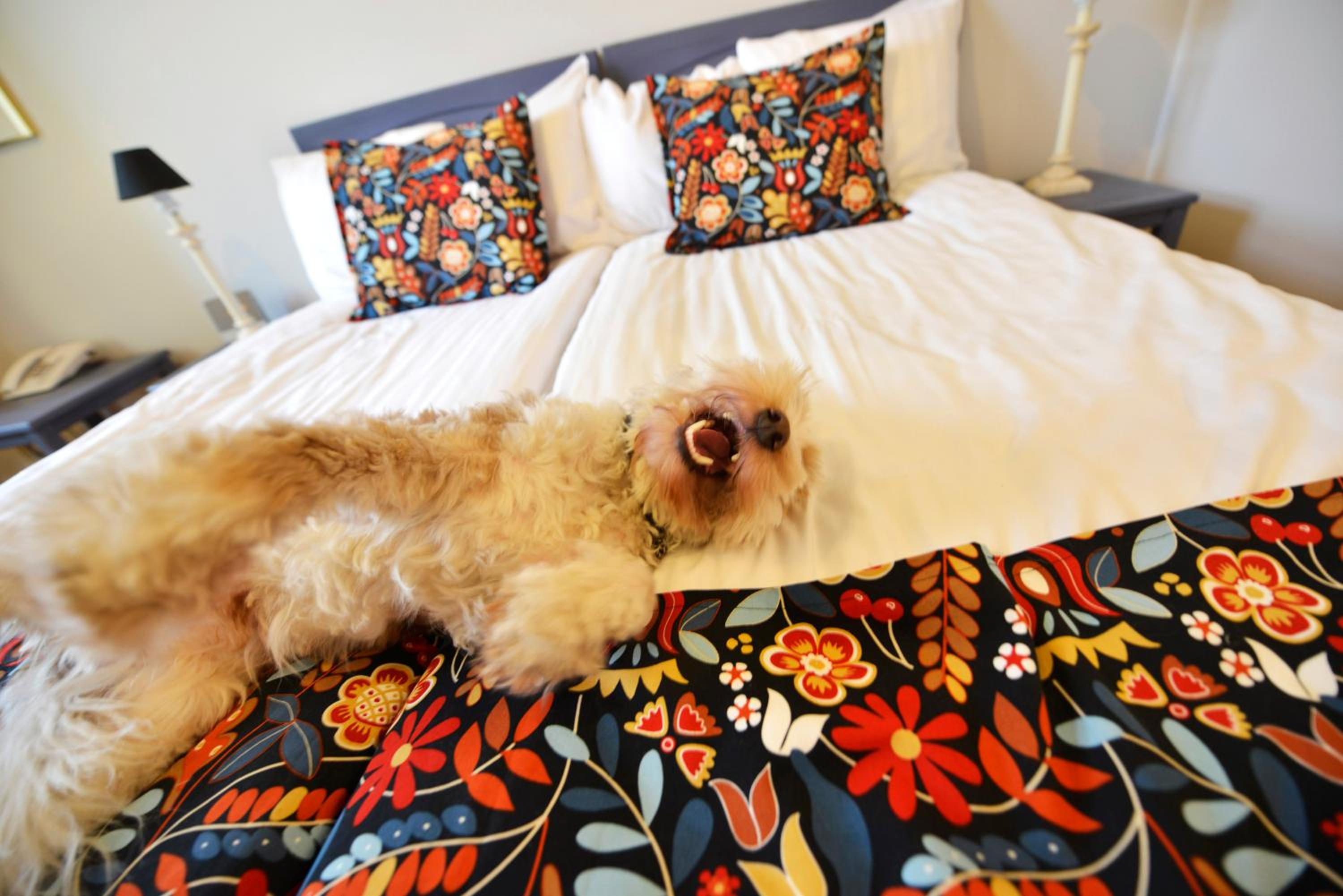 Standard Twin Room with Terrace - Pet Friendly/Non-Smoking - Photo 5