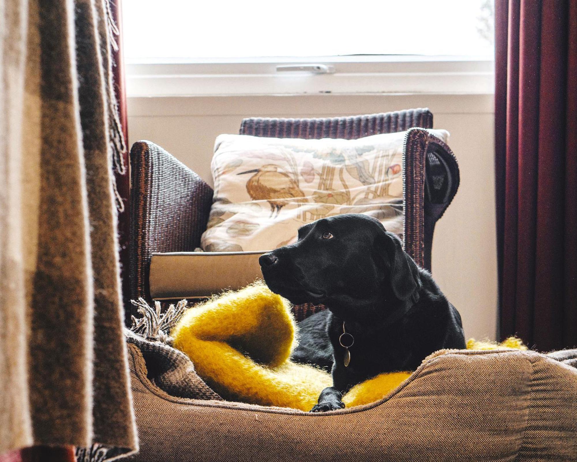 Classic Double Room - Pets Welcome - Photo 6