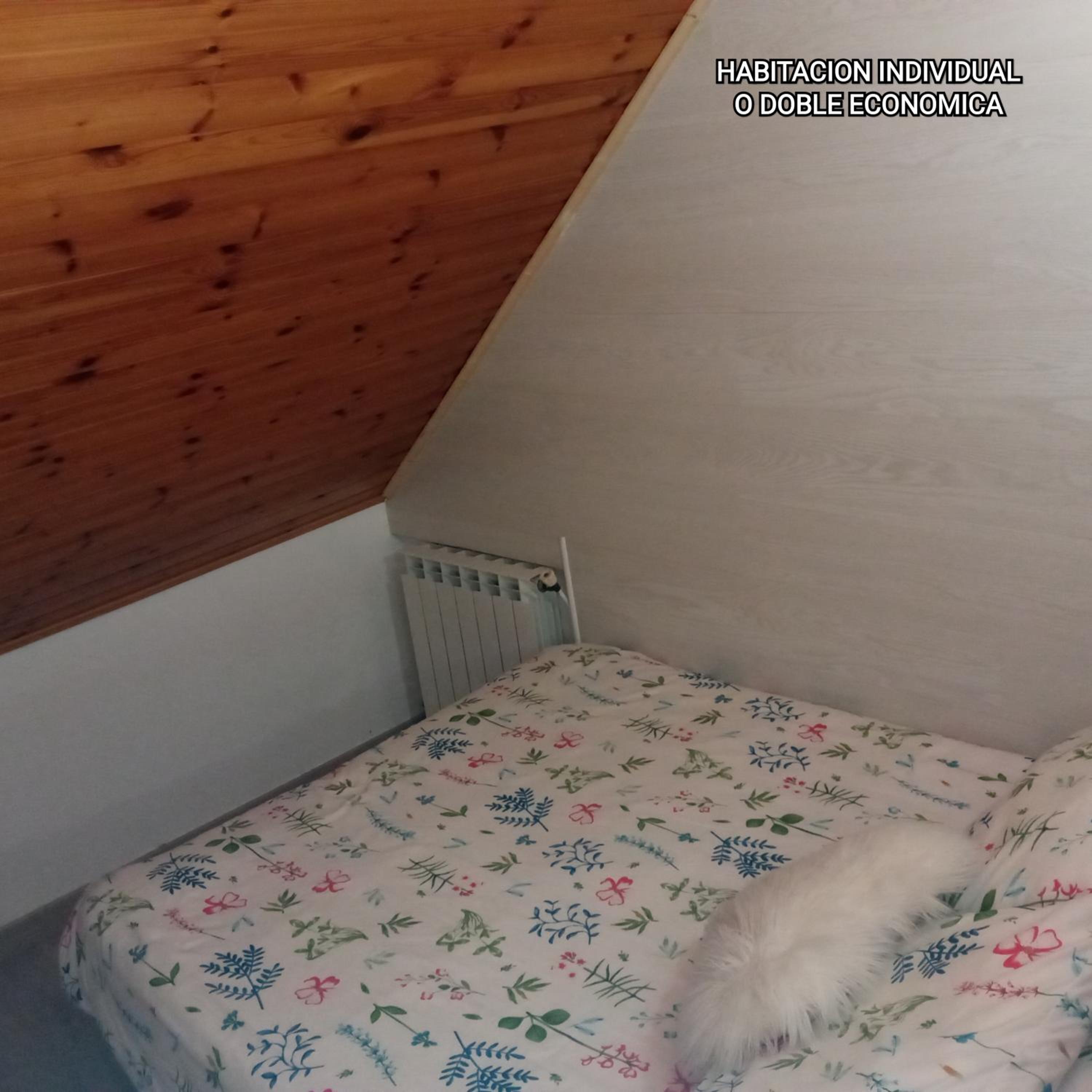Single Room photo 2