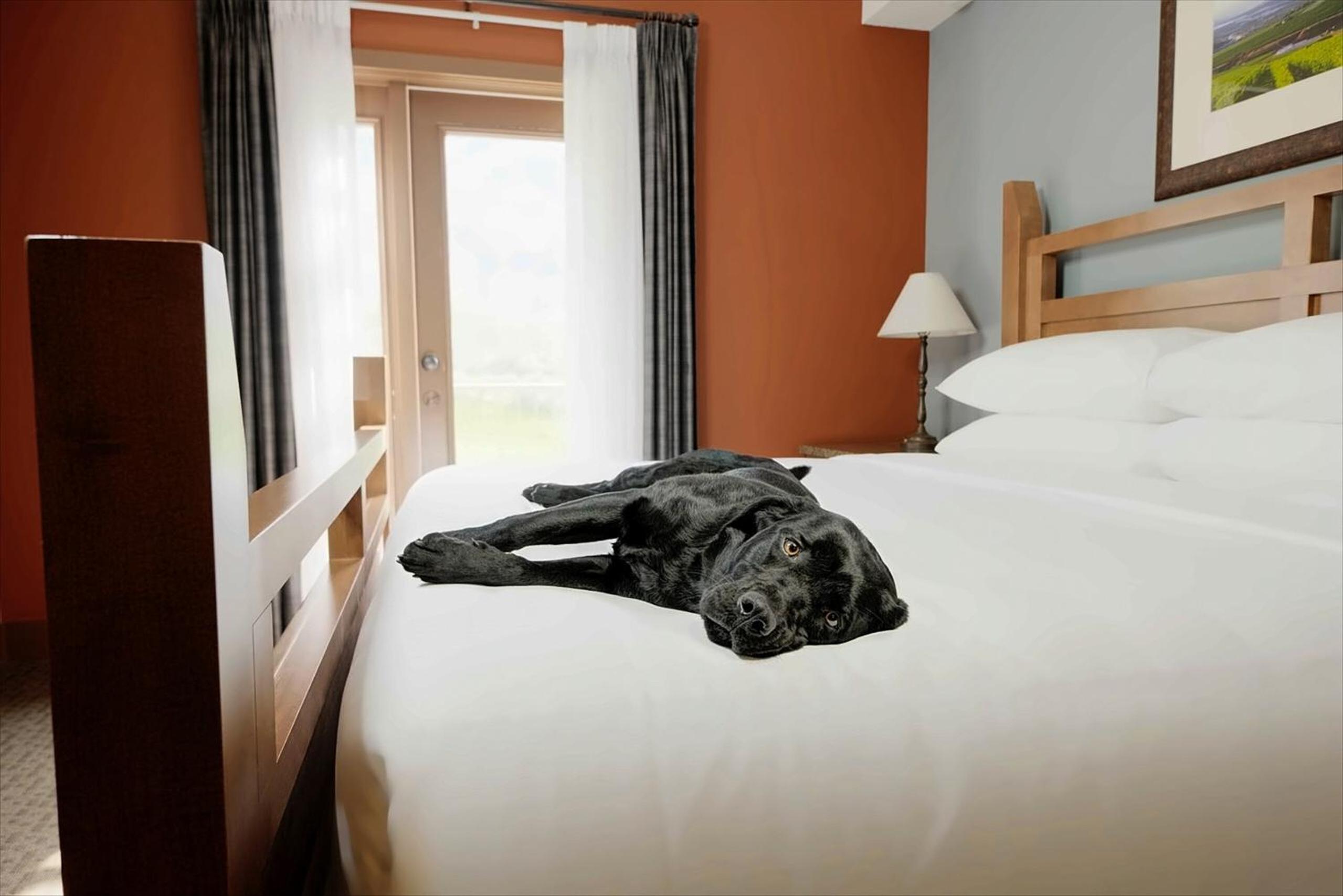 One-Bedroom Apartment with King and Pullout Bed