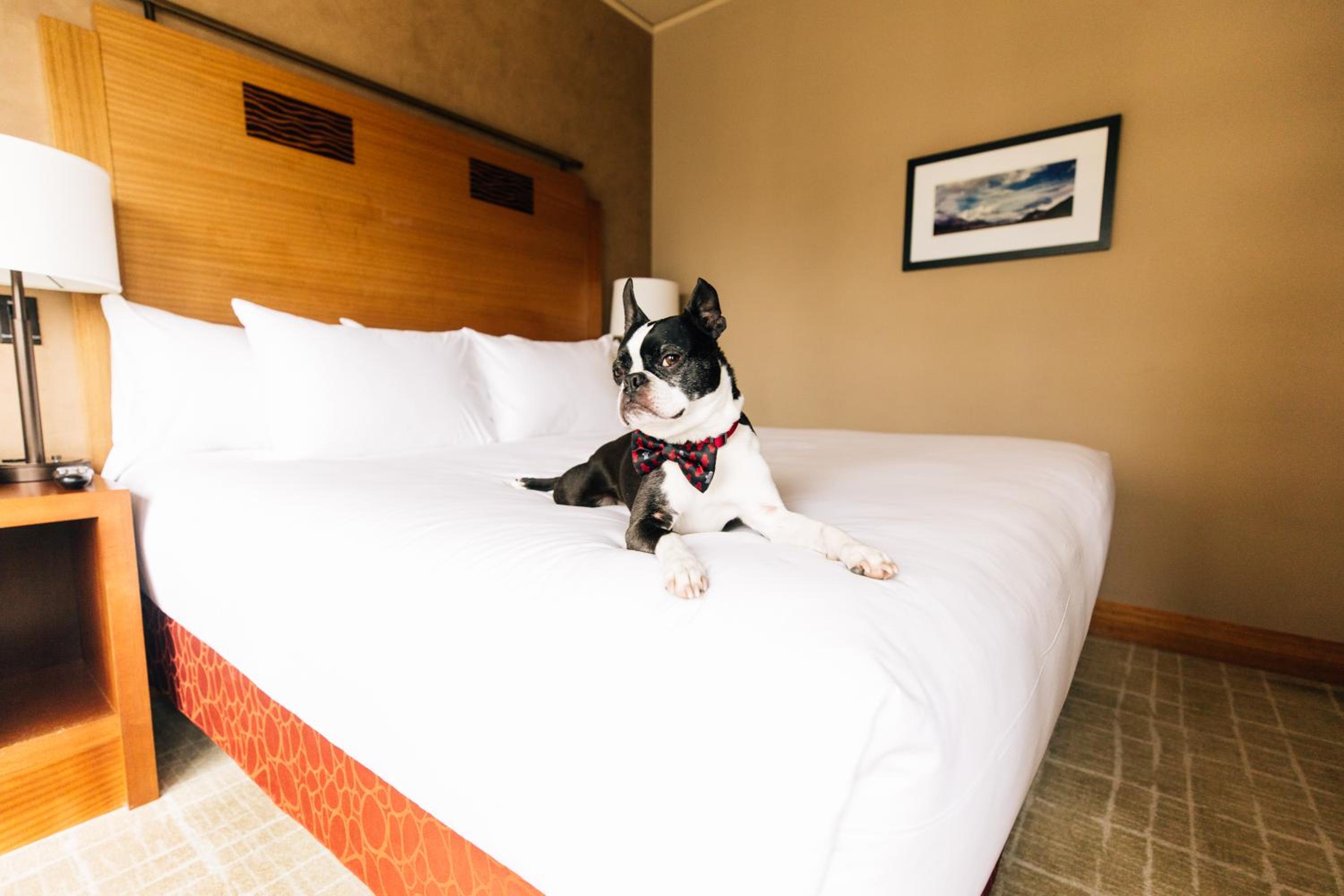 King Room with Accessible Tub - Disability Access - Photo 4