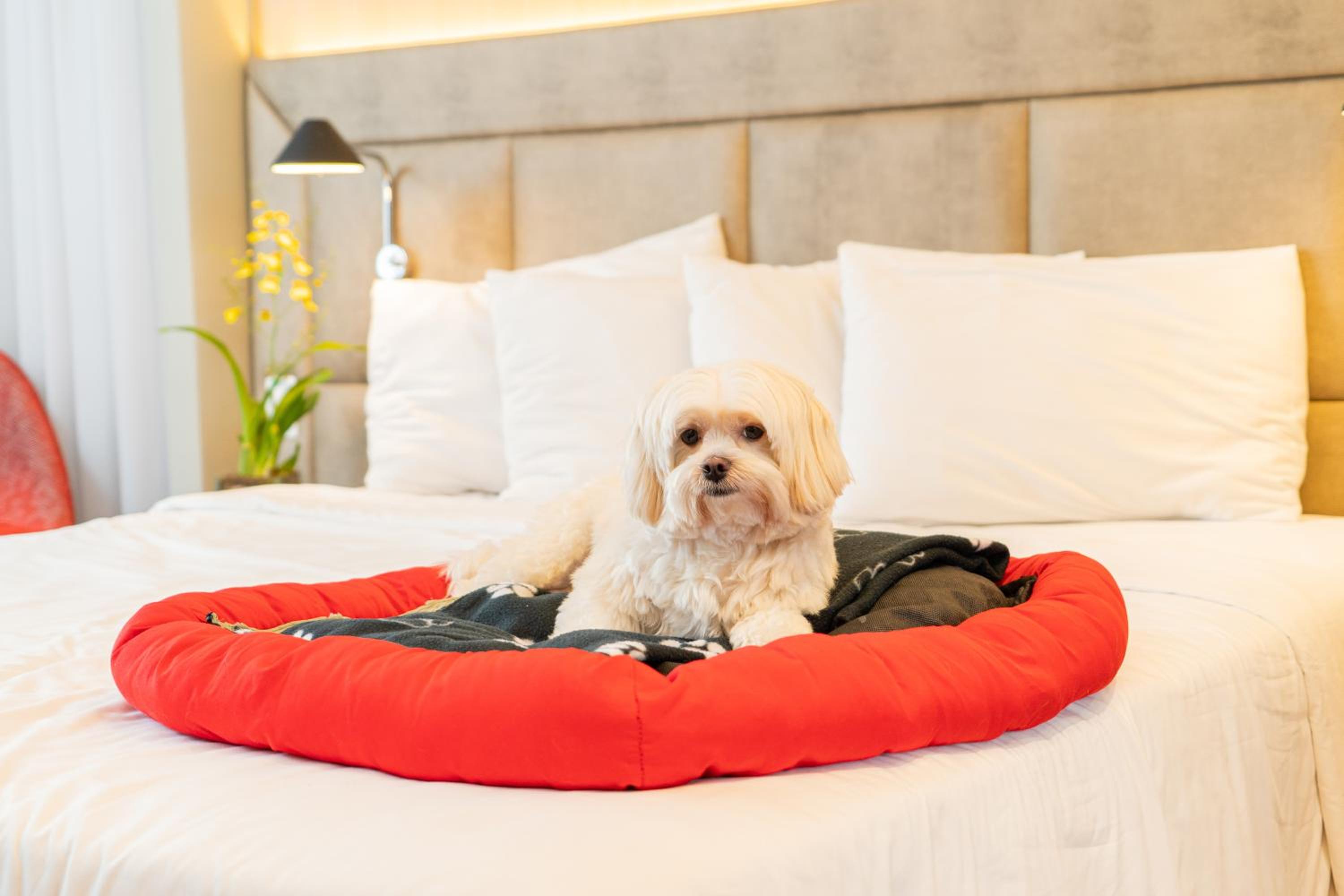 Superior Apartment with one double bed - Photo 7
