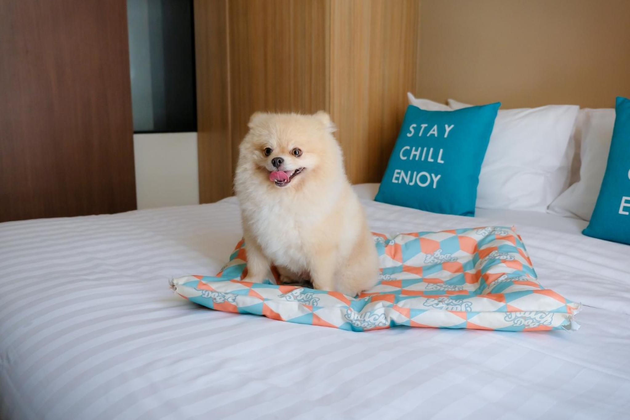 Pet-friendly One Bedroom Suite - Photo 1