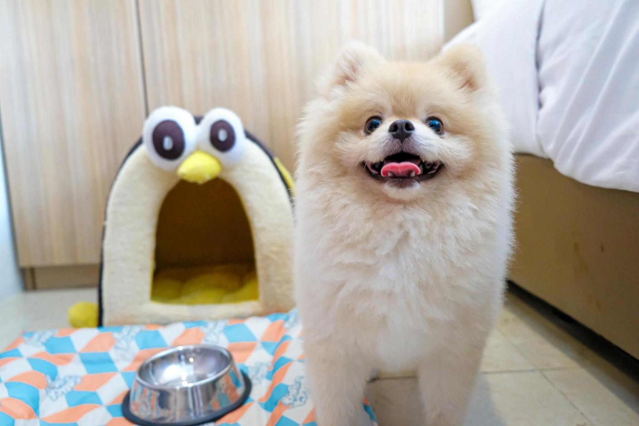 Pet-friendly One Bedroom Suite - Photo 6