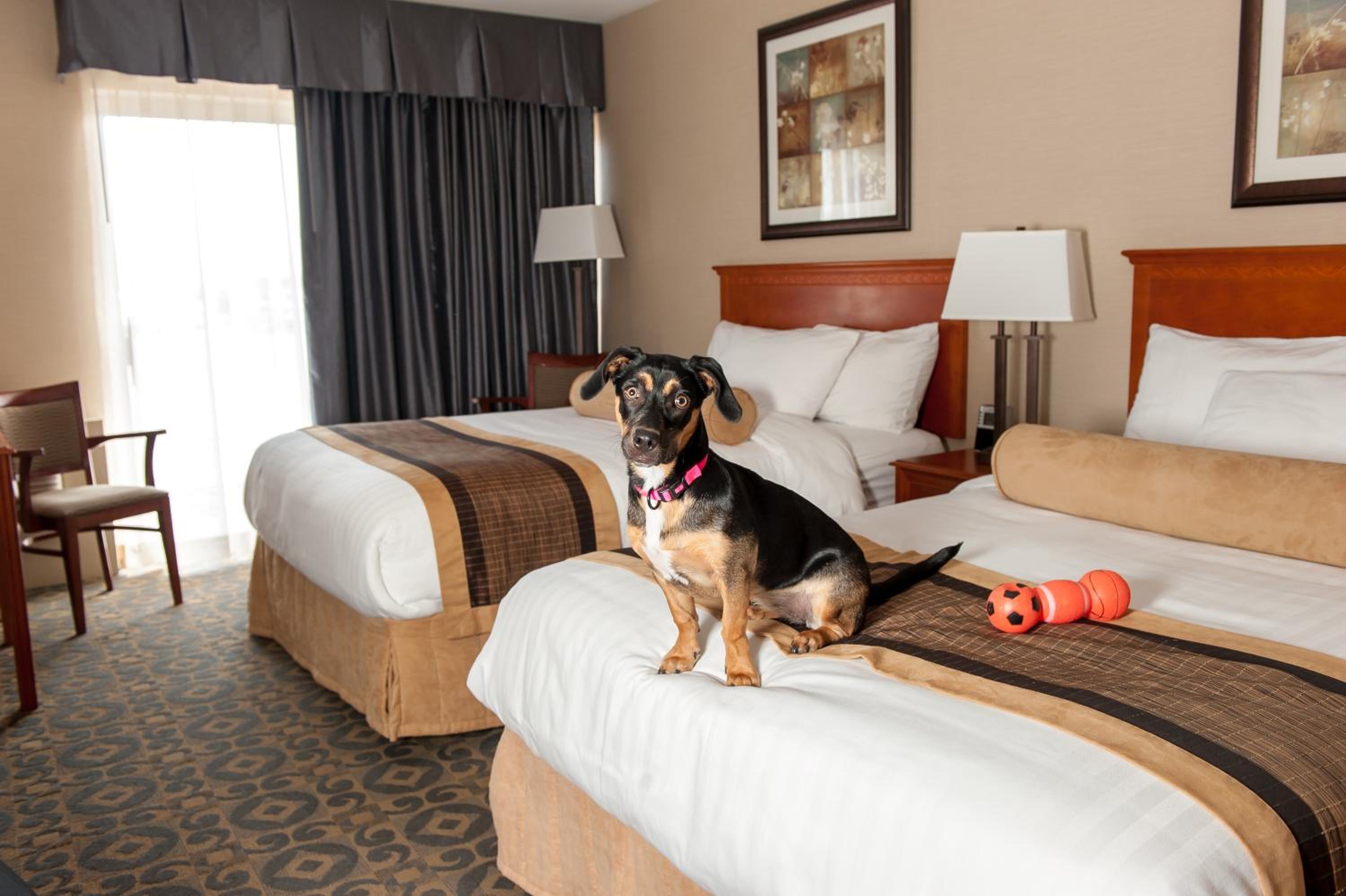 Room with Two Double Beds - Pet Friendly - Photo 6