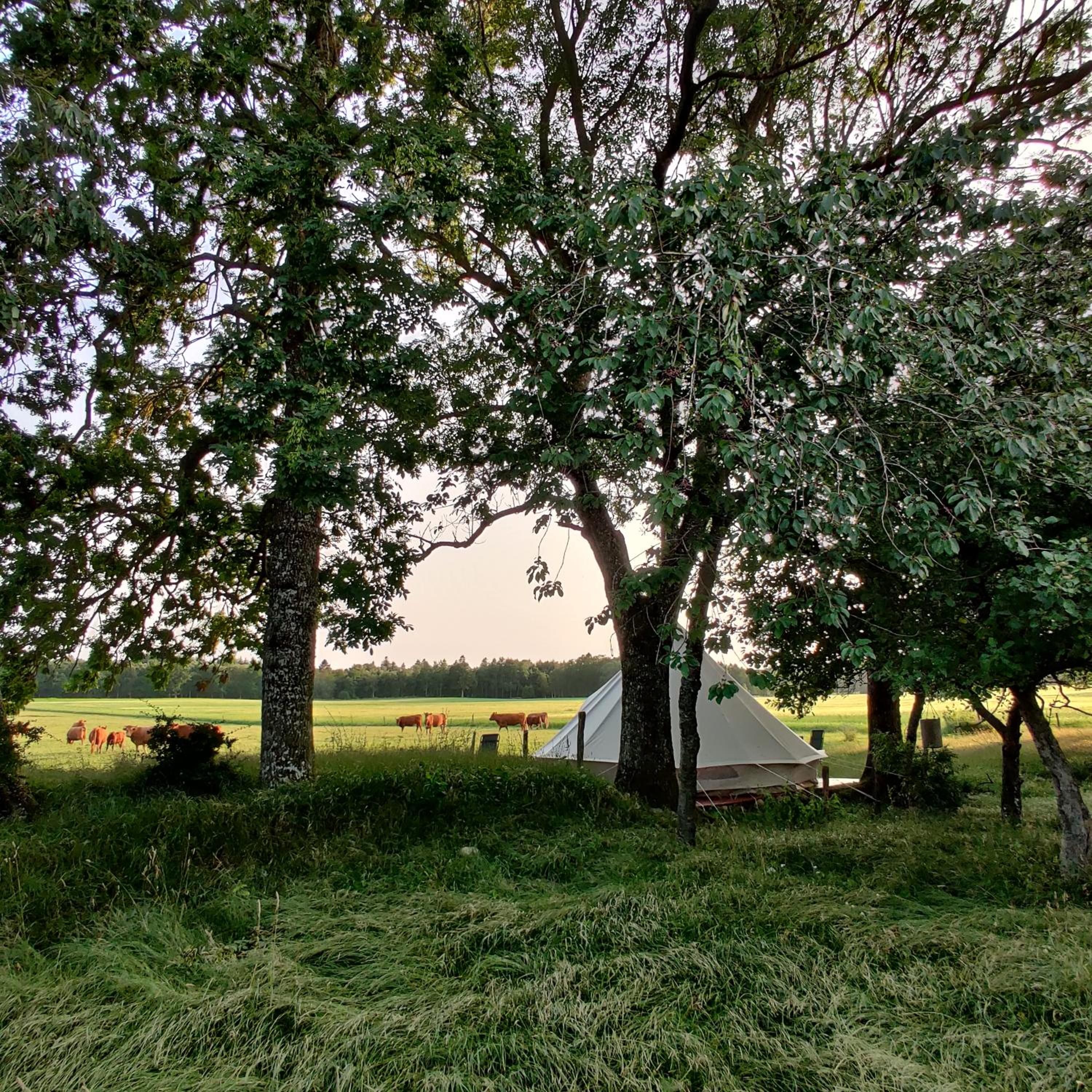 Luxury Tent Tranen photo 3