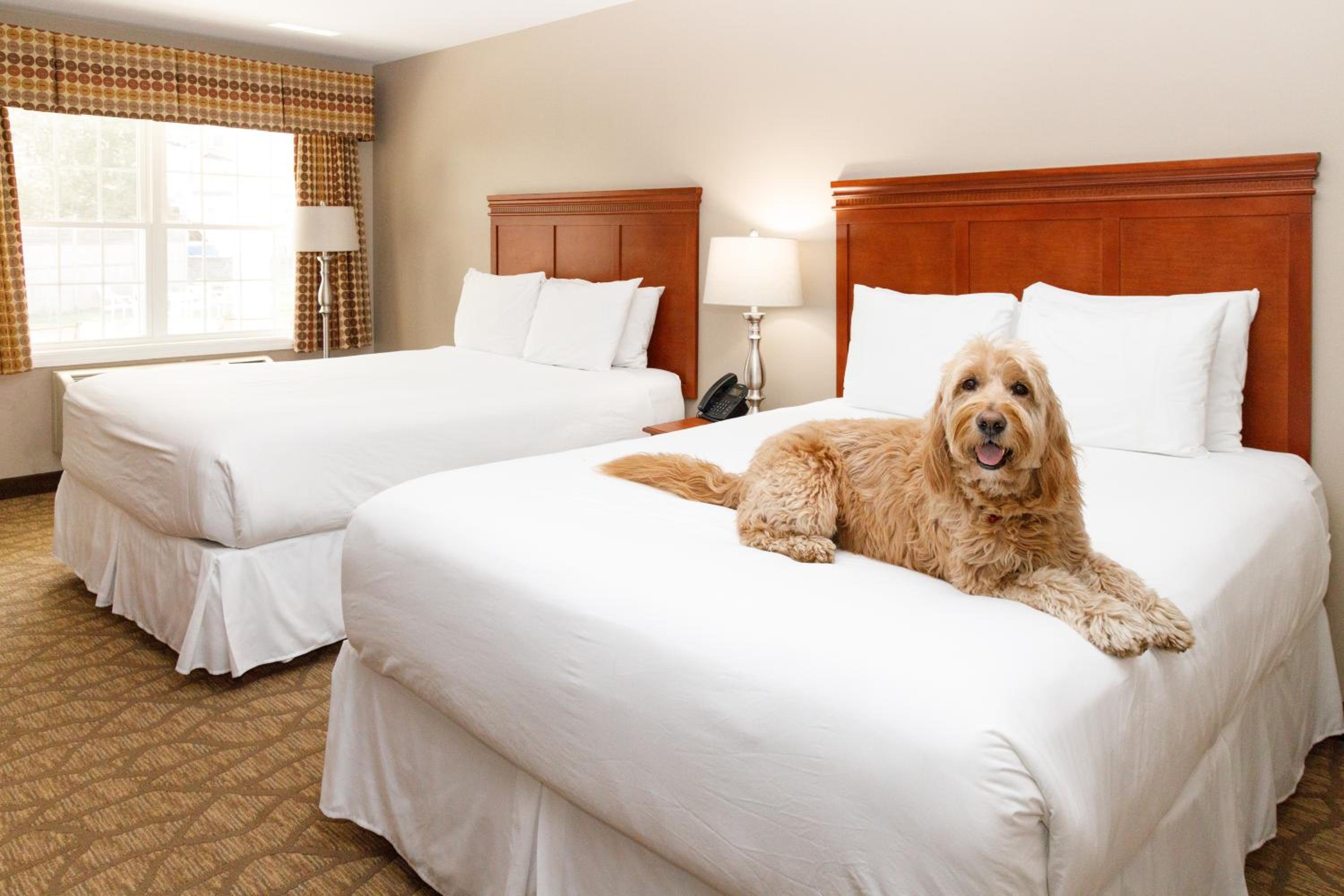 Queen Standard Dog Friendly with 2 Queen Beds Flagship Building photo 2
