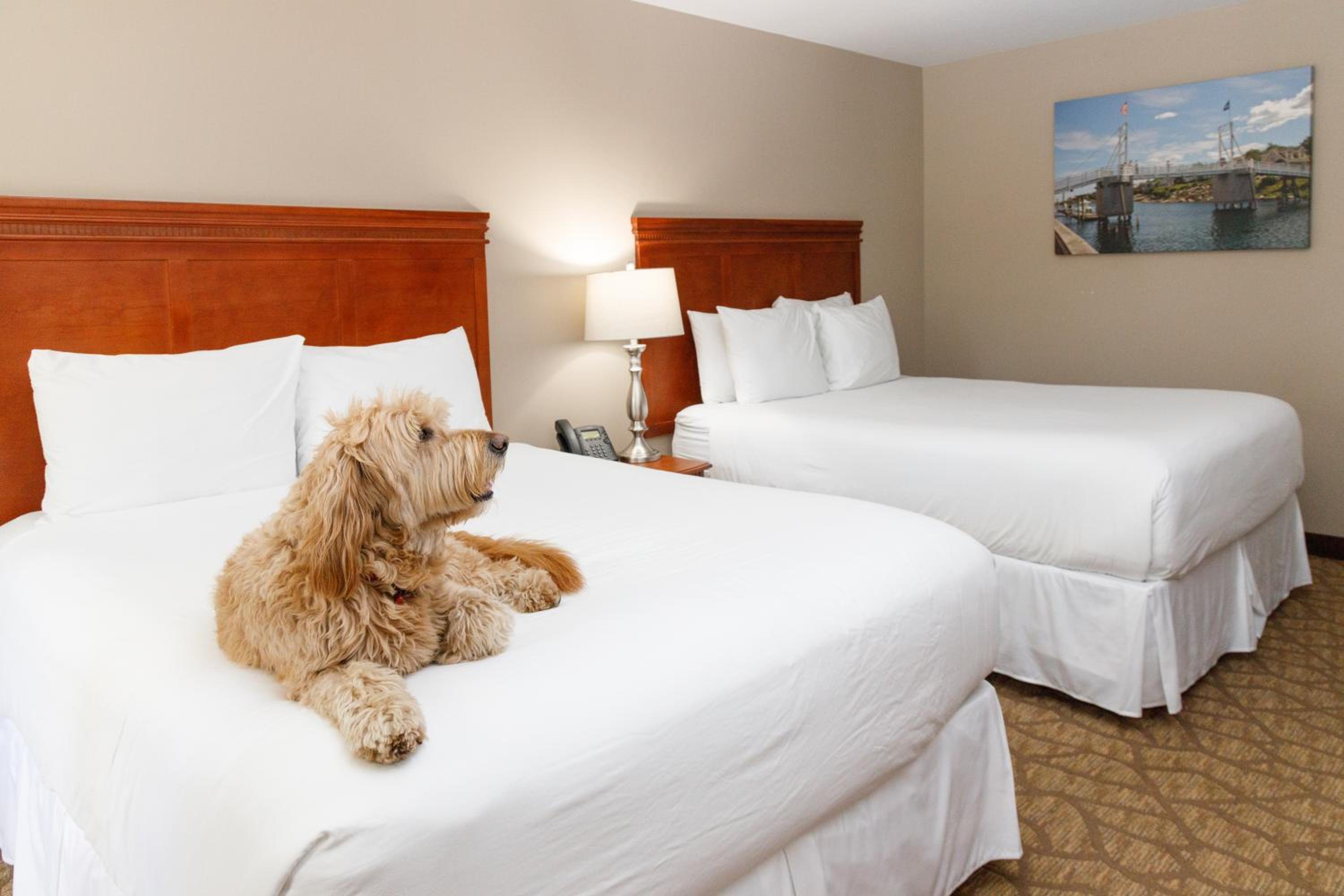 Queen Standard Dog Friendly with 2 Queen Beds Flagship Building photo 3