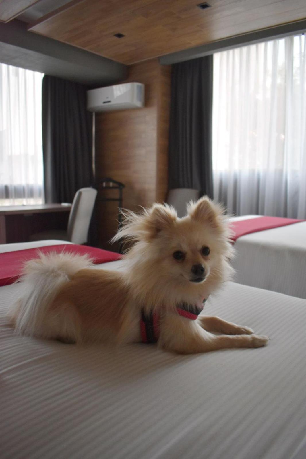 Deluxe King Room - Photo 13
